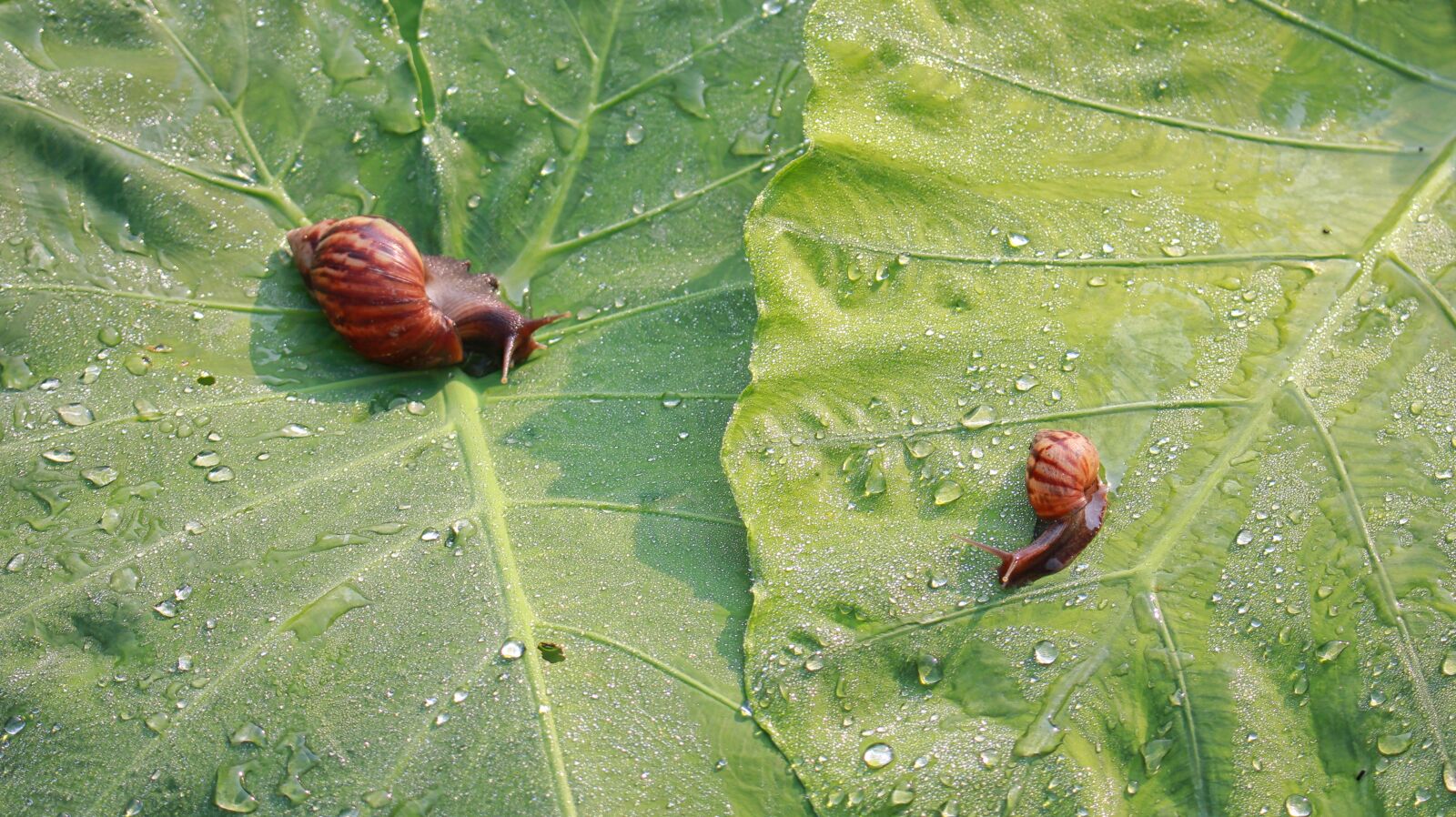 Canon EOS 60D sample photo. Snail, dew drops, leaf photography