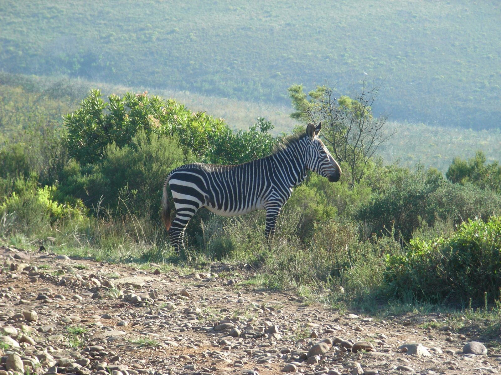 Ricoh Caplio R5 sample photo. Zebra, south africa, nature photography