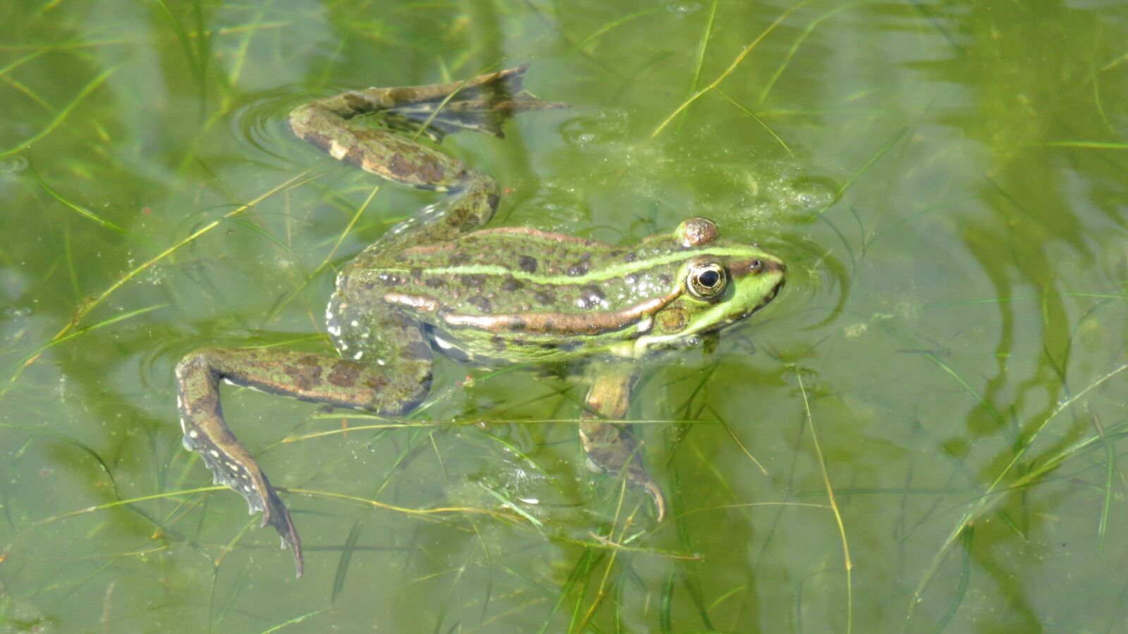Canon PowerShot SX700 HS sample photo. Frogs, frog, amphibian photography