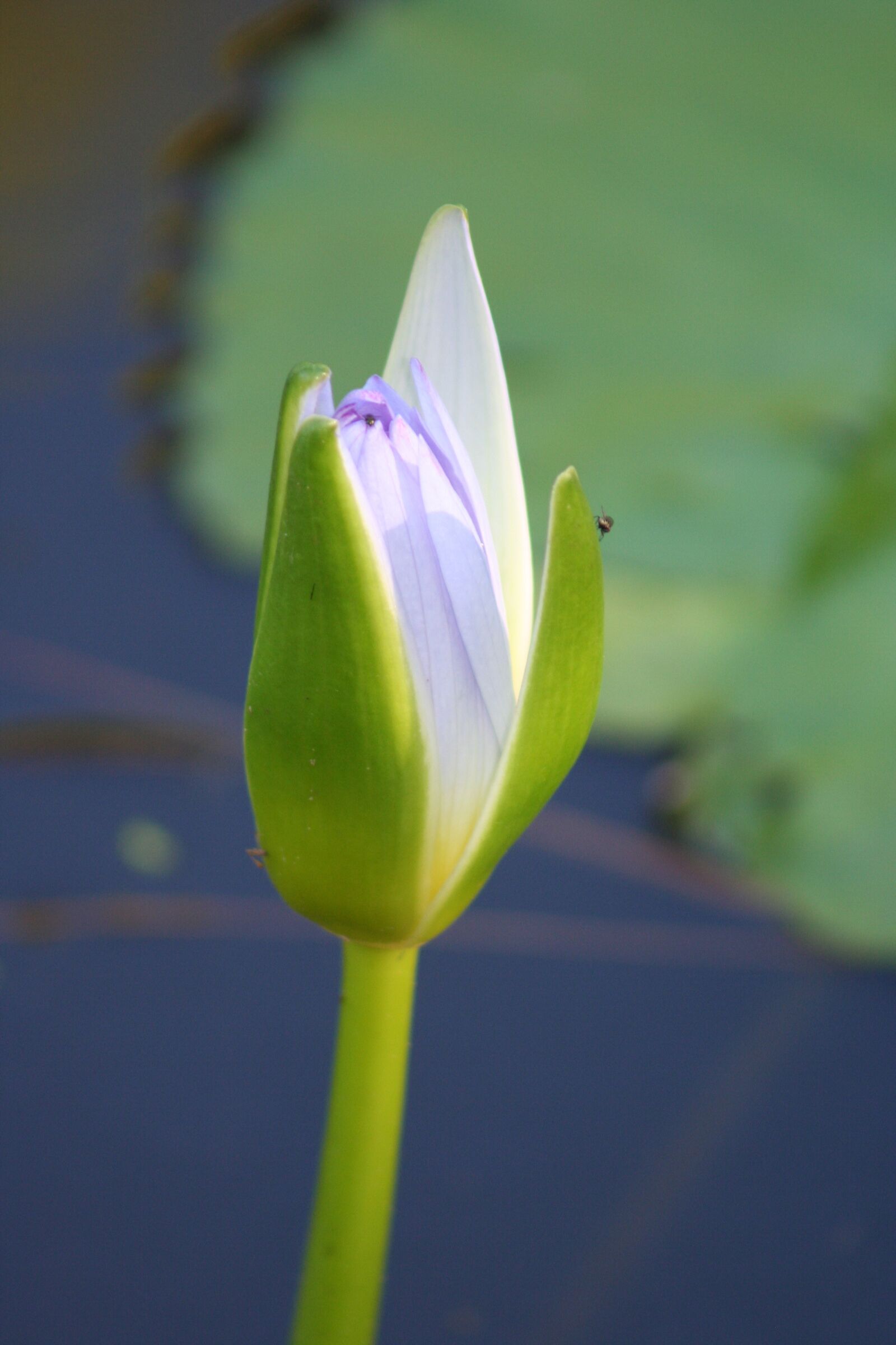 Canon EOS 350D (EOS Digital Rebel XT / EOS Kiss Digital N) sample photo. Flower, waterlily, bud photography