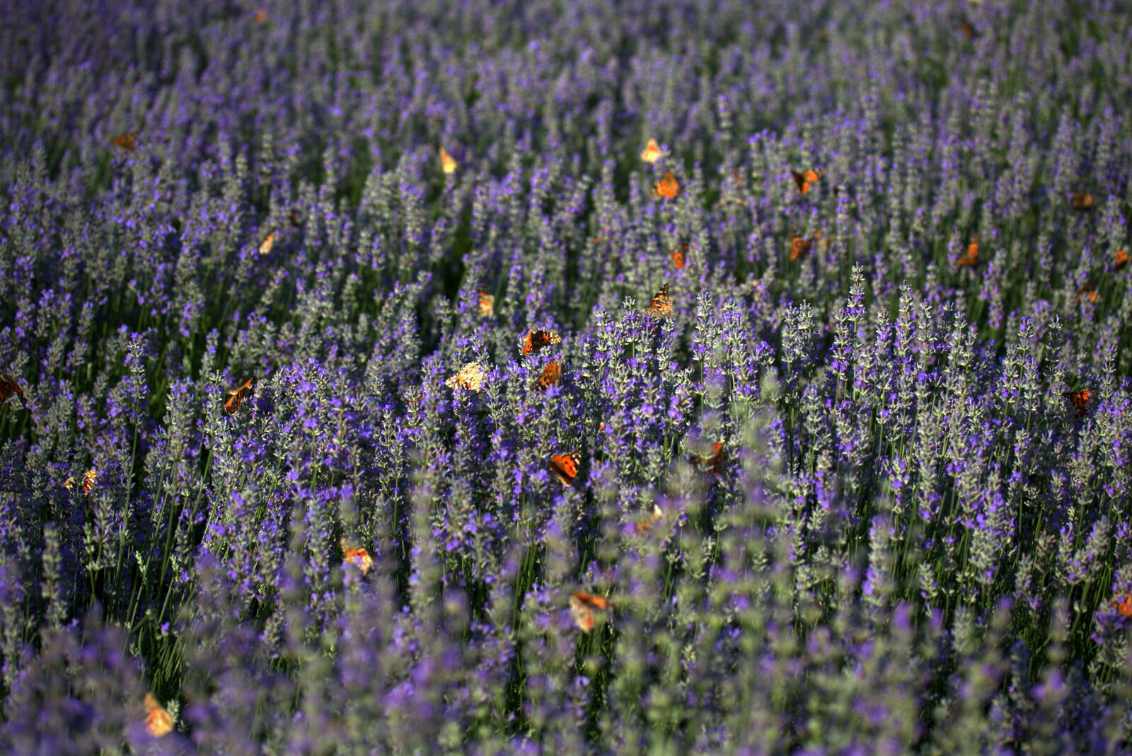 Canon EF-S 60mm F2.8 Macro USM sample photo. Lavender, butterflies, blue photography