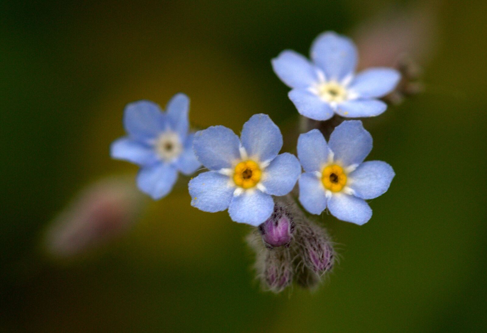 Canon EF-S 60mm F2.8 Macro USM sample photo. Cornflower, flower, blue photography