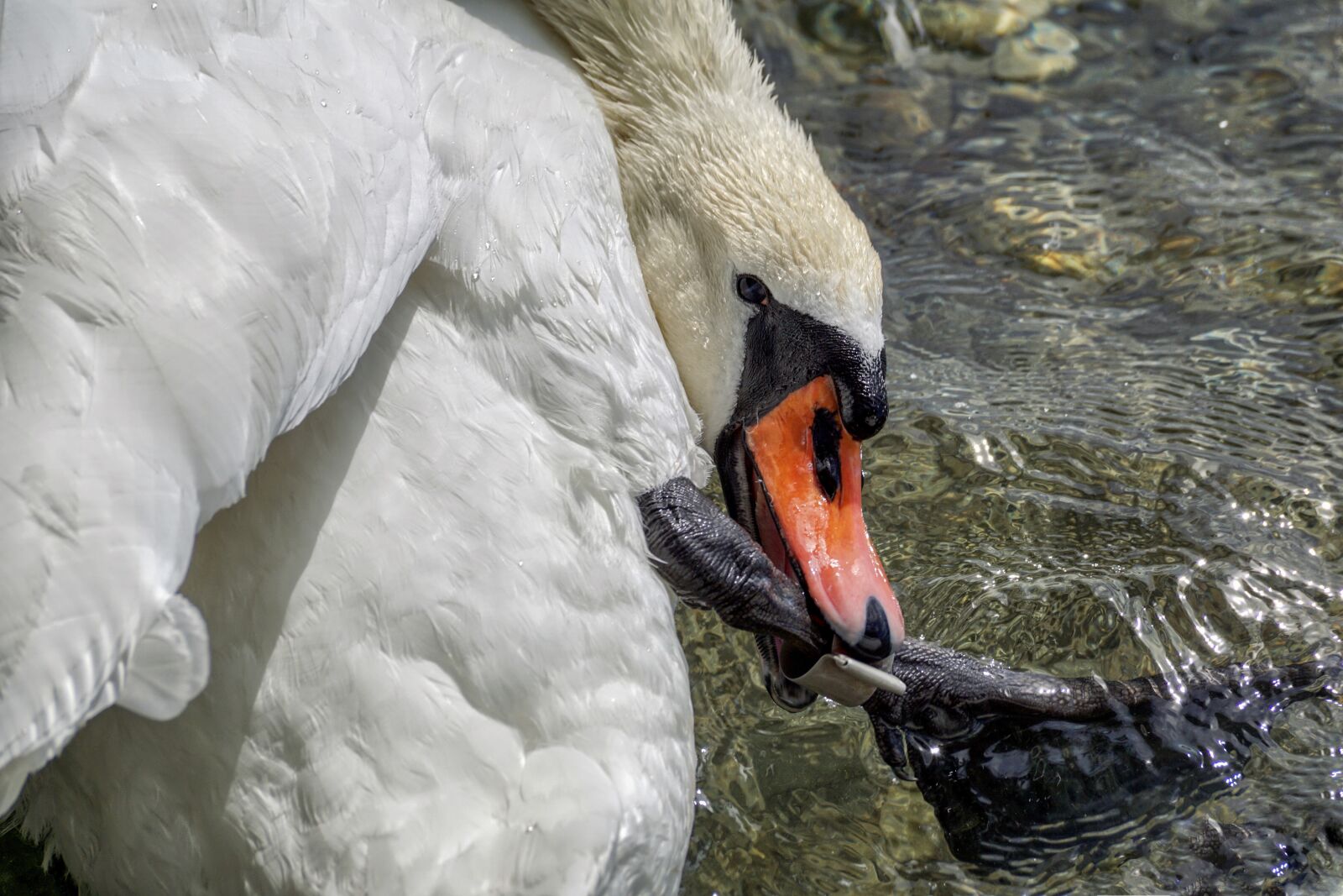 Sony ILCA-77M2 + Sony DT 55-300mm F4.5-5.6 SAM sample photo. Swan, mute swan, water photography