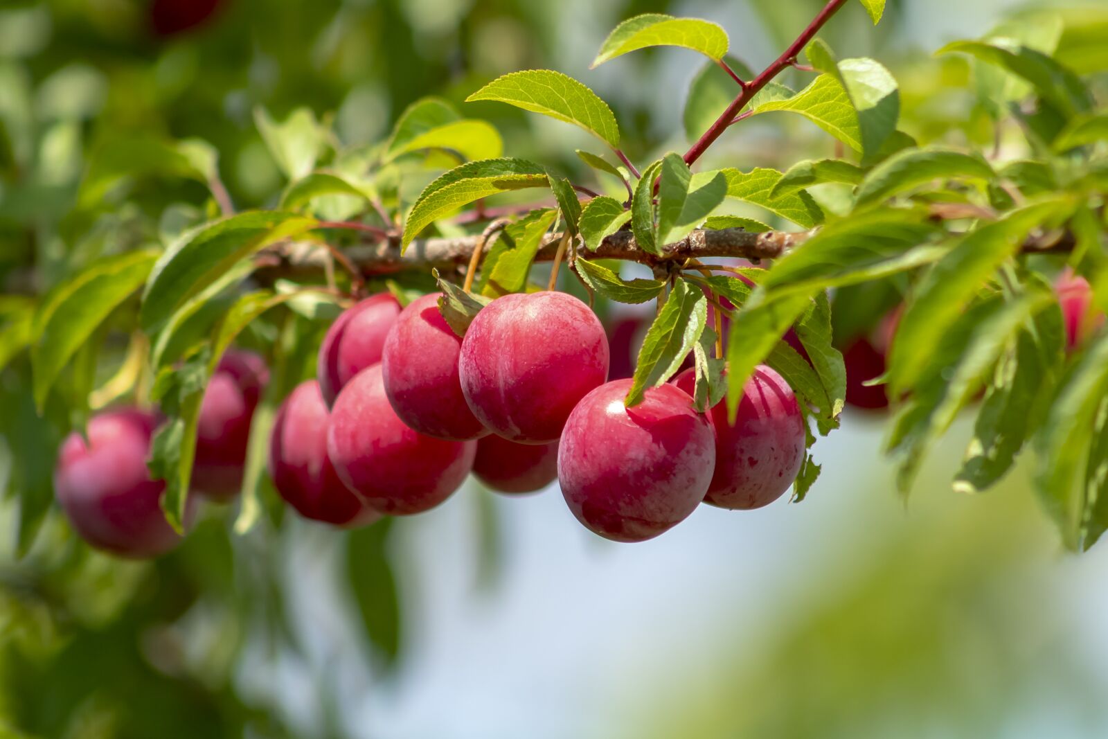 Canon EF75-300mm f/4-5.6 sample photo. Plum, fruit, plum tree photography