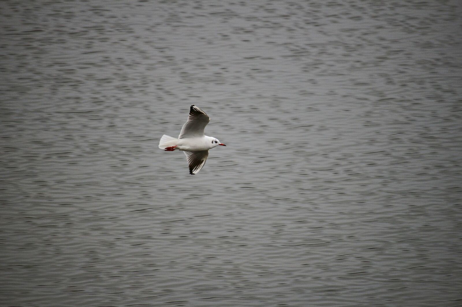 Canon EOS 100D (EOS Rebel SL1 / EOS Kiss X7) sample photo. Bird, flight, lake photography
