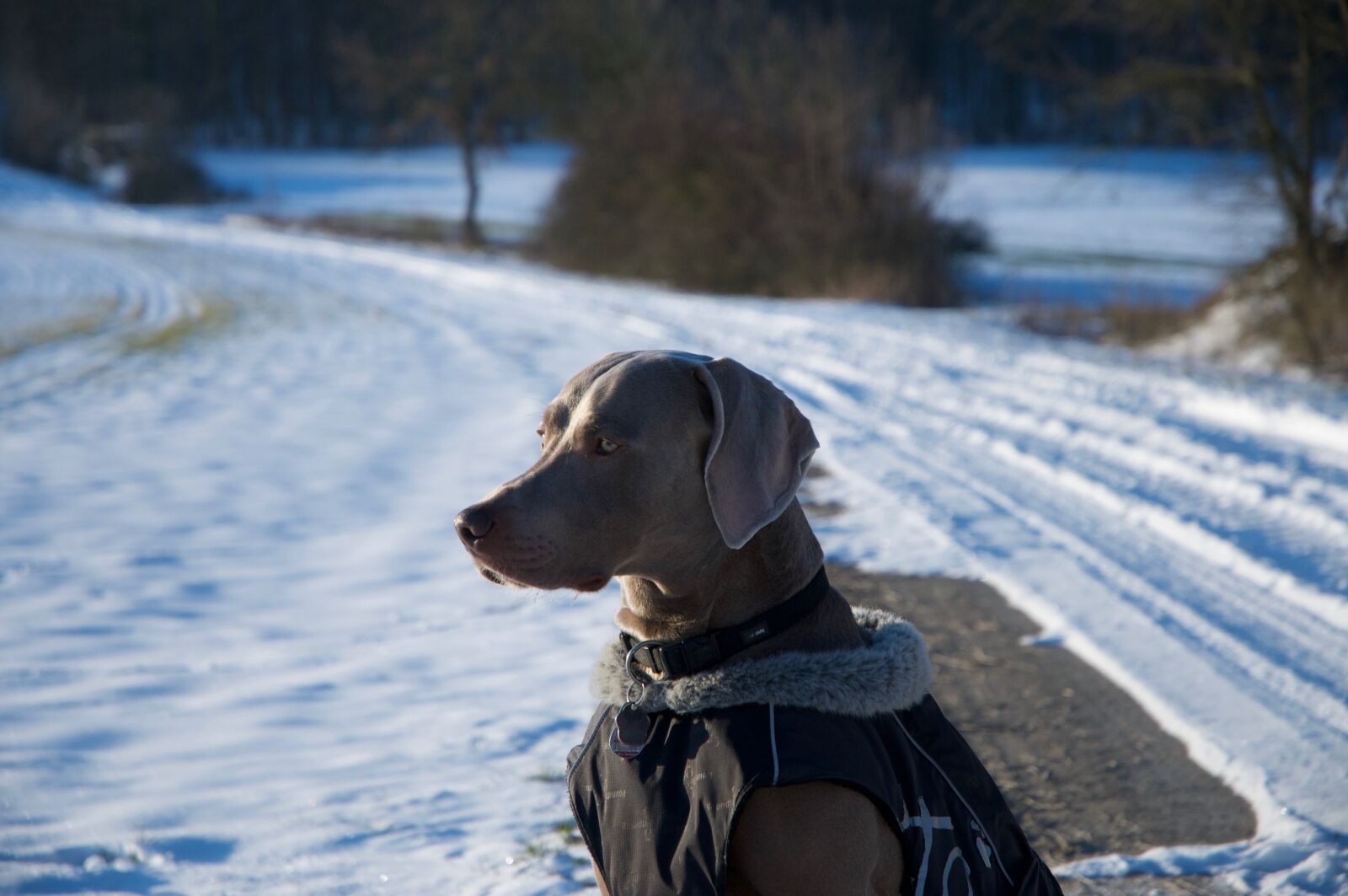 Nikon D300 sample photo. Dog, weimaraner, winter photography