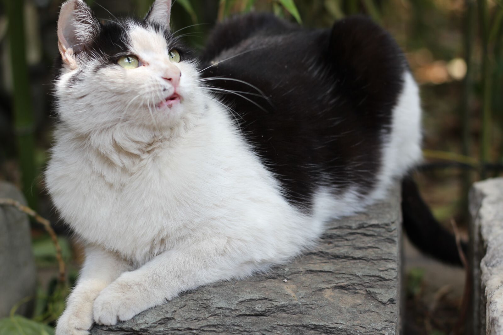Canon EOS 600D (Rebel EOS T3i / EOS Kiss X5) + Canon EF 50mm F1.8 STM sample photo. Kitty, cute, an ordinary photography