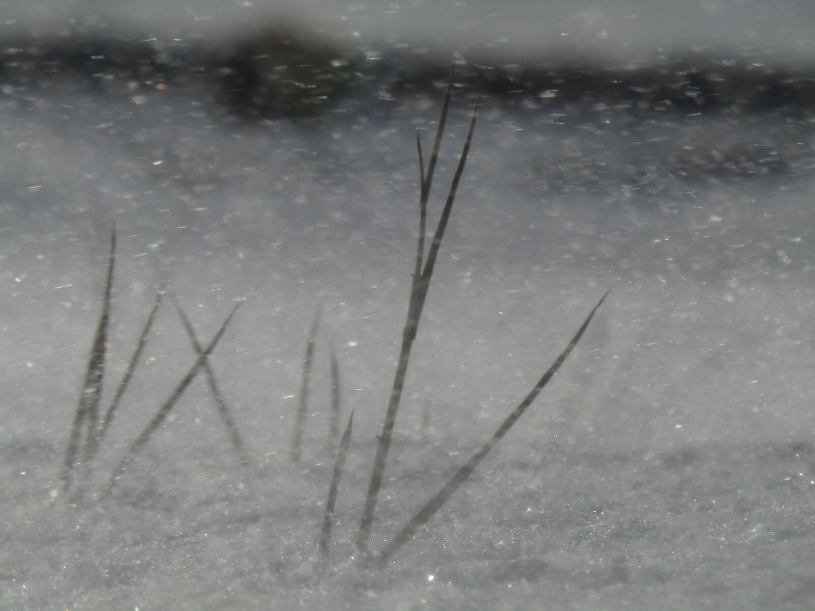 Canon PowerShot SX420 IS sample photo