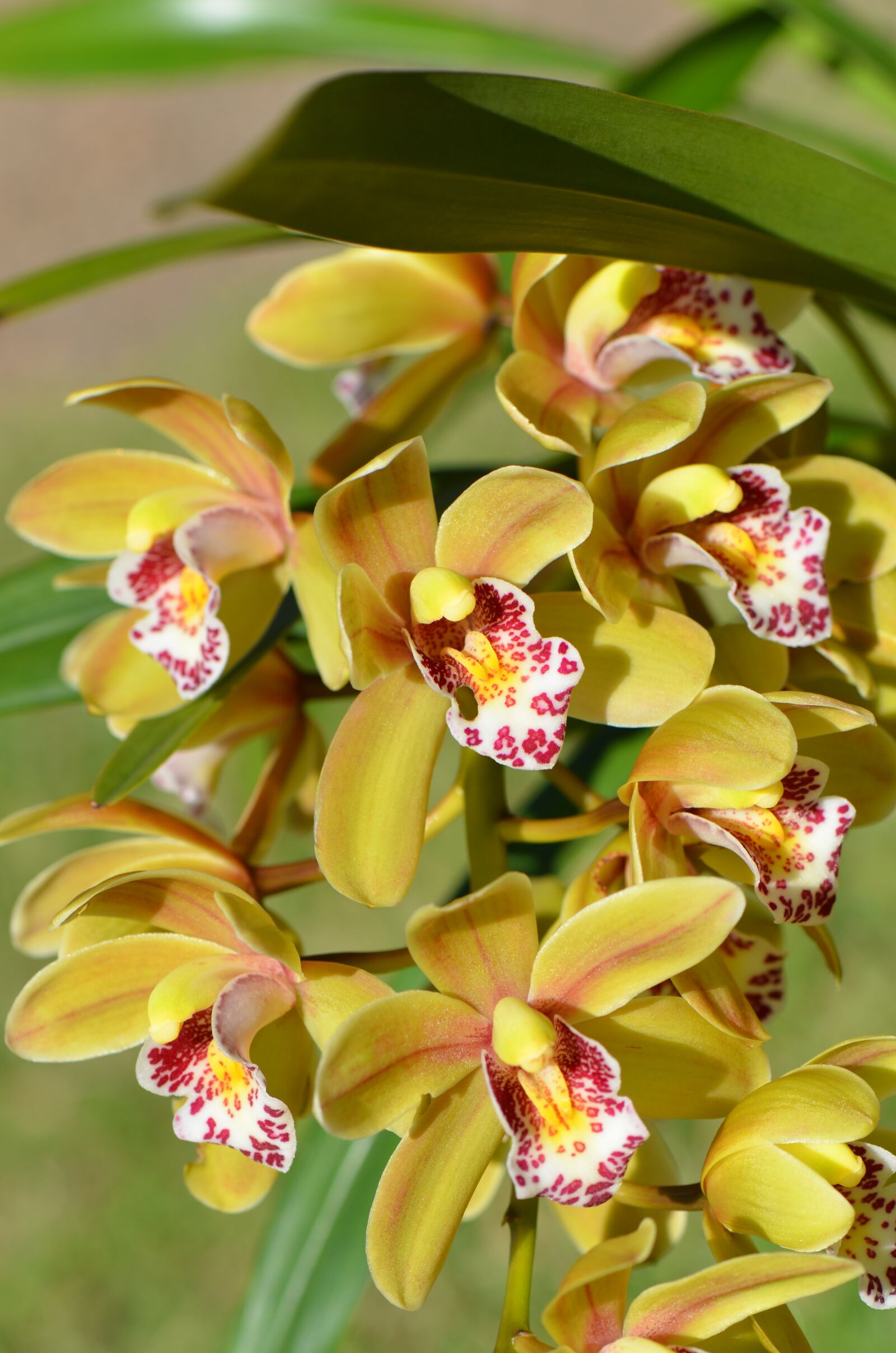Nikon D7000 sample photo. Flowers, bloom, blossom photography