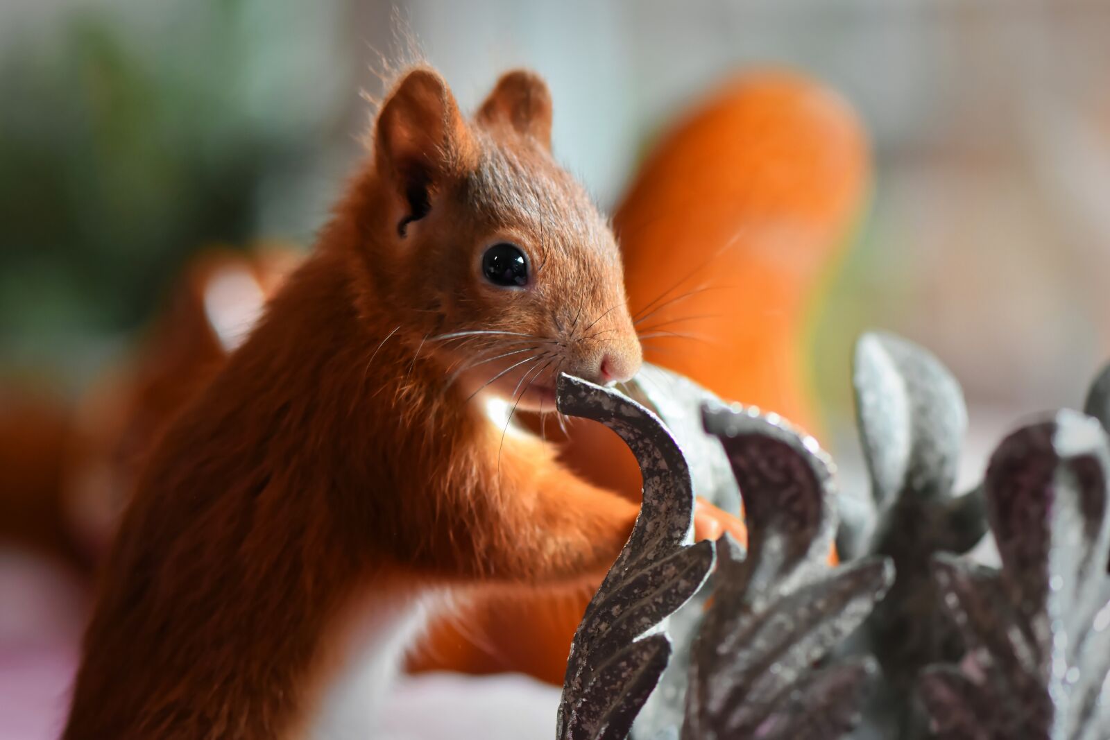 Nikon D7200 sample photo. Squirrel, young animal, small photography