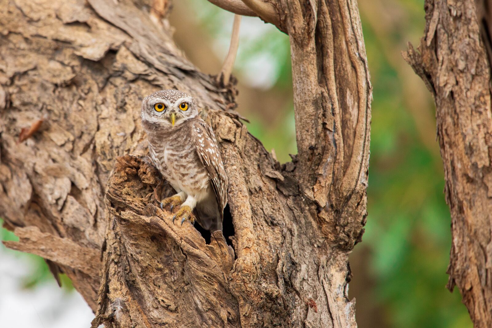 150-600mm F5-6.3 DG OS HSM | Contemporary 015 sample photo. Spotted owlet, bird, thailand photography
