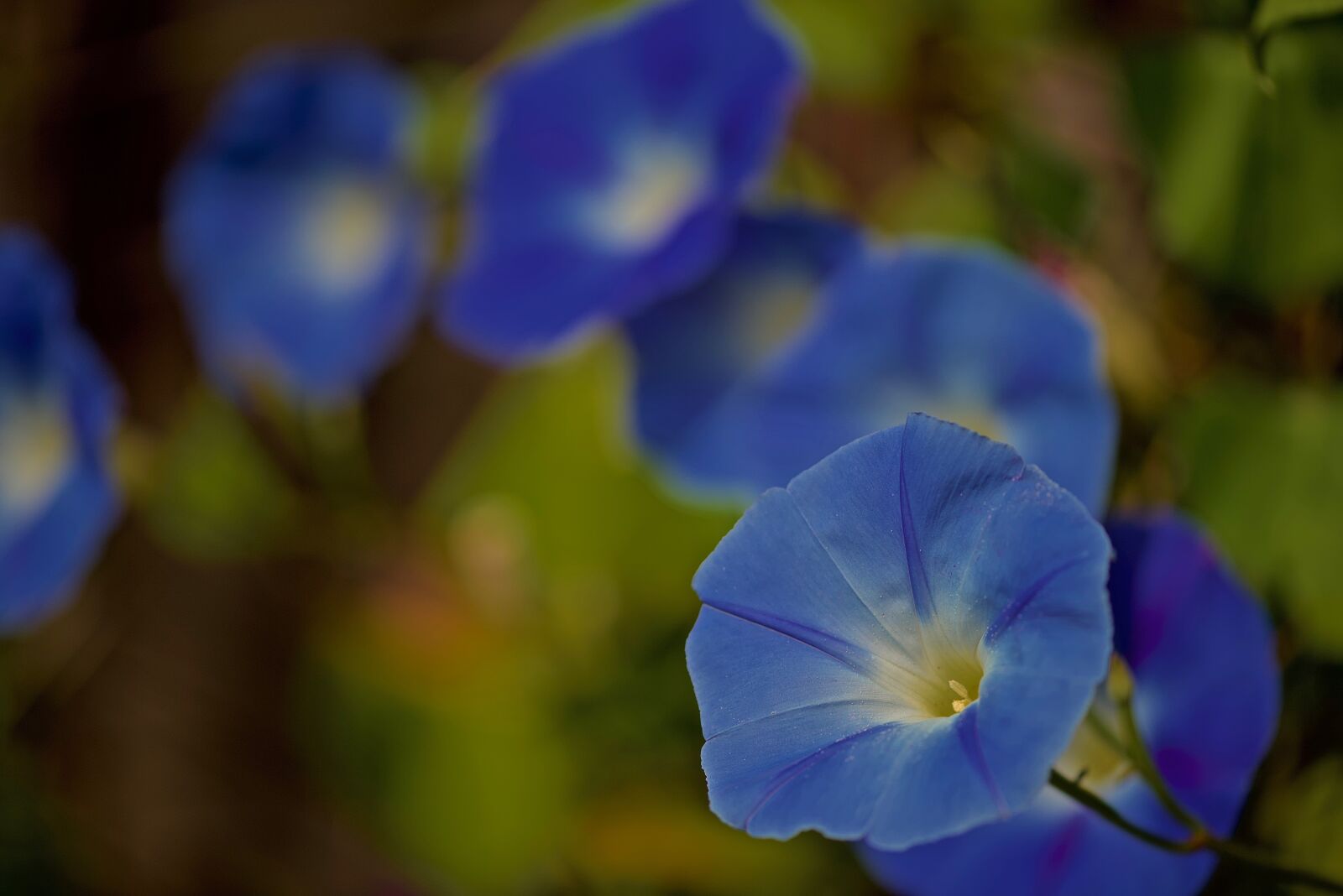 Nikon D750 sample photo. Volubilis, flowers, nature photography