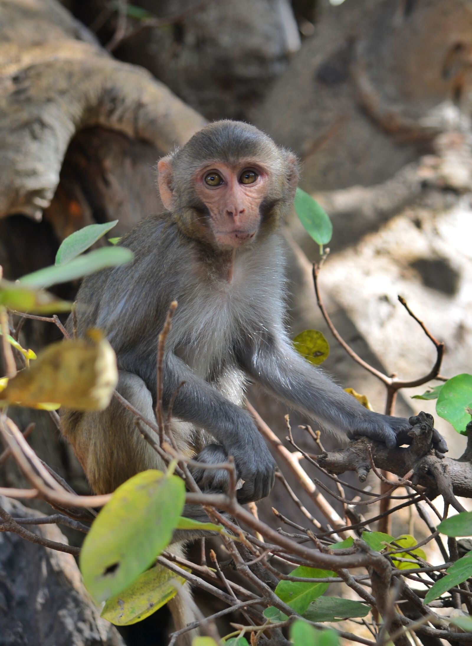 Nikon D5100 sample photo. Monkey, primate, ape photography