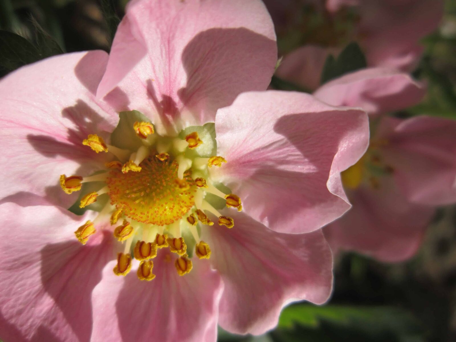 Canon PowerShot A3200 IS sample photo. Rose, flora, flower, garden photography
