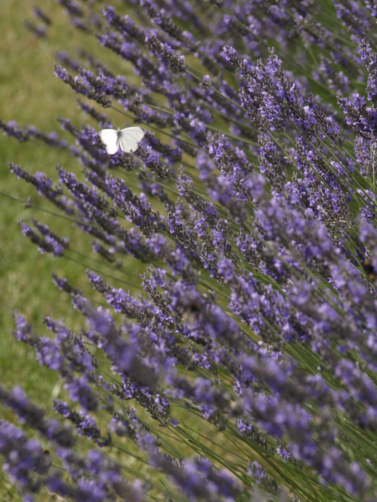 Olympus E-400 (EVOLT E-400) sample photo. Lavender, flower, nature photography