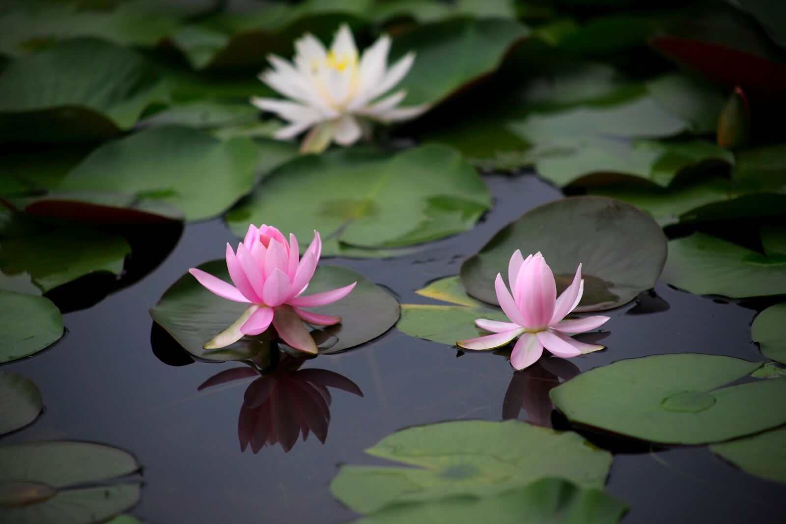 Canon EOS 5D Mark II sample photo. Water lilies, aquatic plants photography