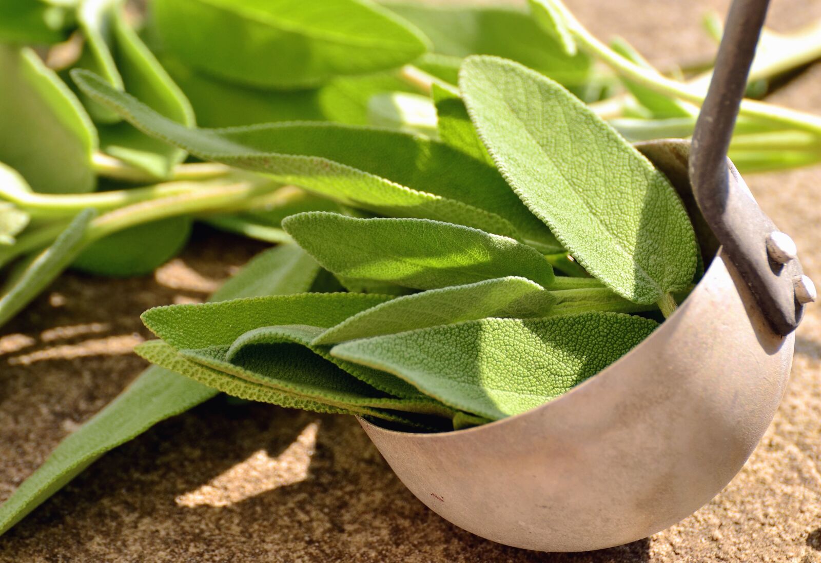 Nikon D5100 sample photo. Leaf, plant, ladle, spices photography