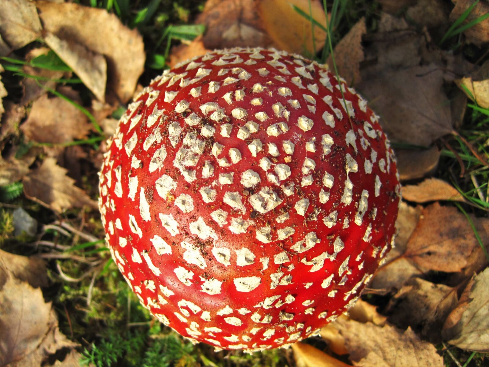 Canon PowerShot SD1200 IS (Digital IXUS 95 IS / IXY Digital 110 IS) sample photo. From above, fly agaric photography