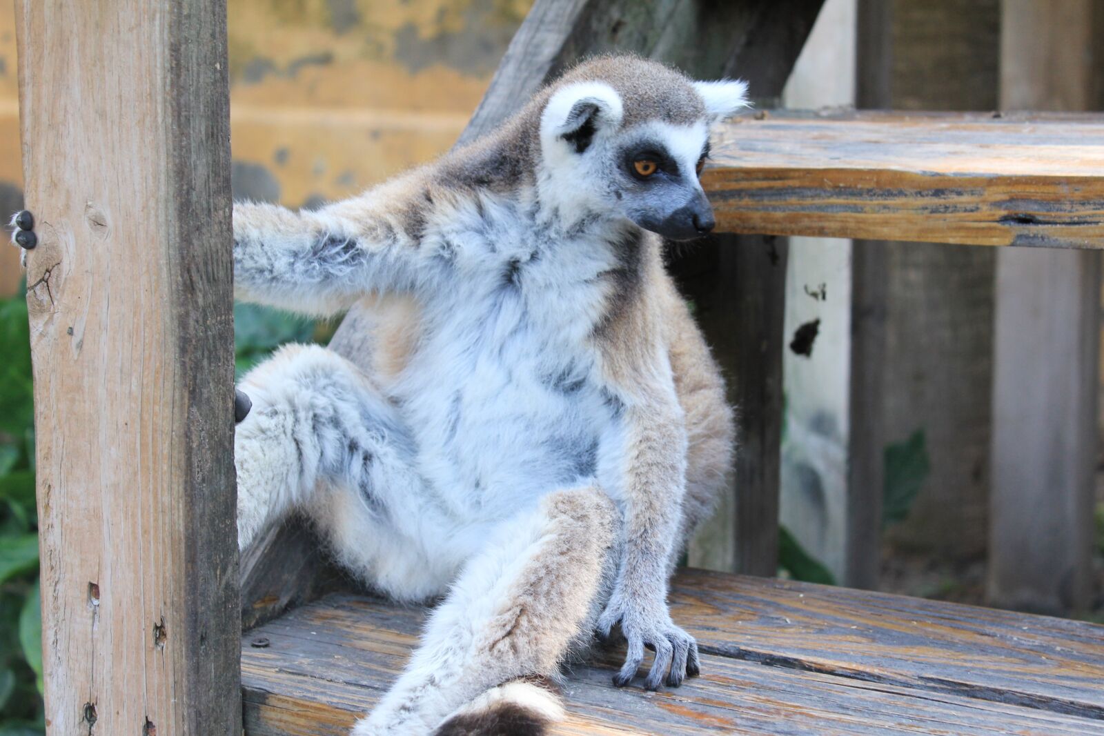 Canon EOS 1200D (EOS Rebel T5 / EOS Kiss X70 / EOS Hi) sample photo. Lemur, lemurs, pet photography