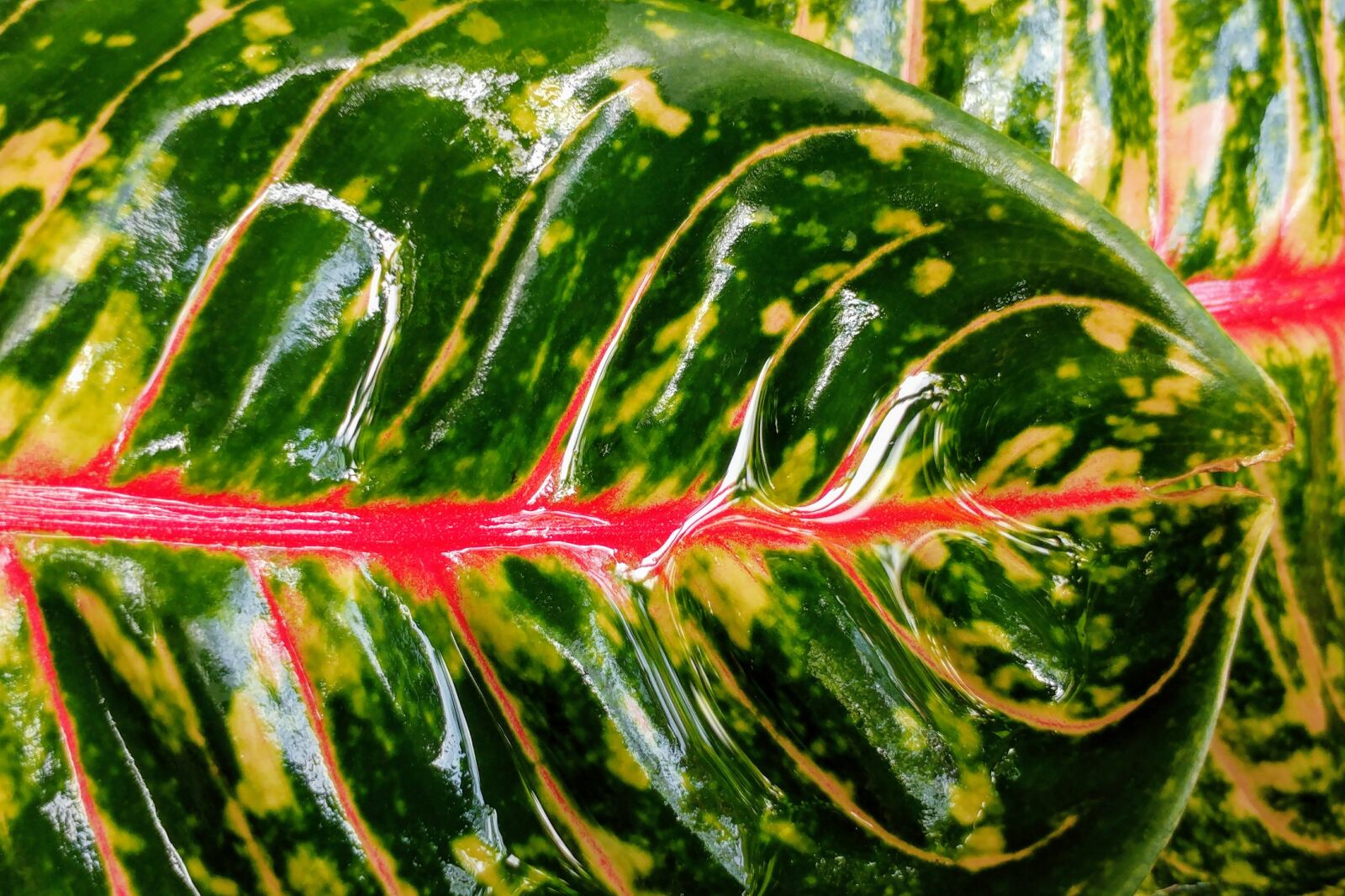 LG G5 sample photo. Colored leaf, leaves, raindrops photography