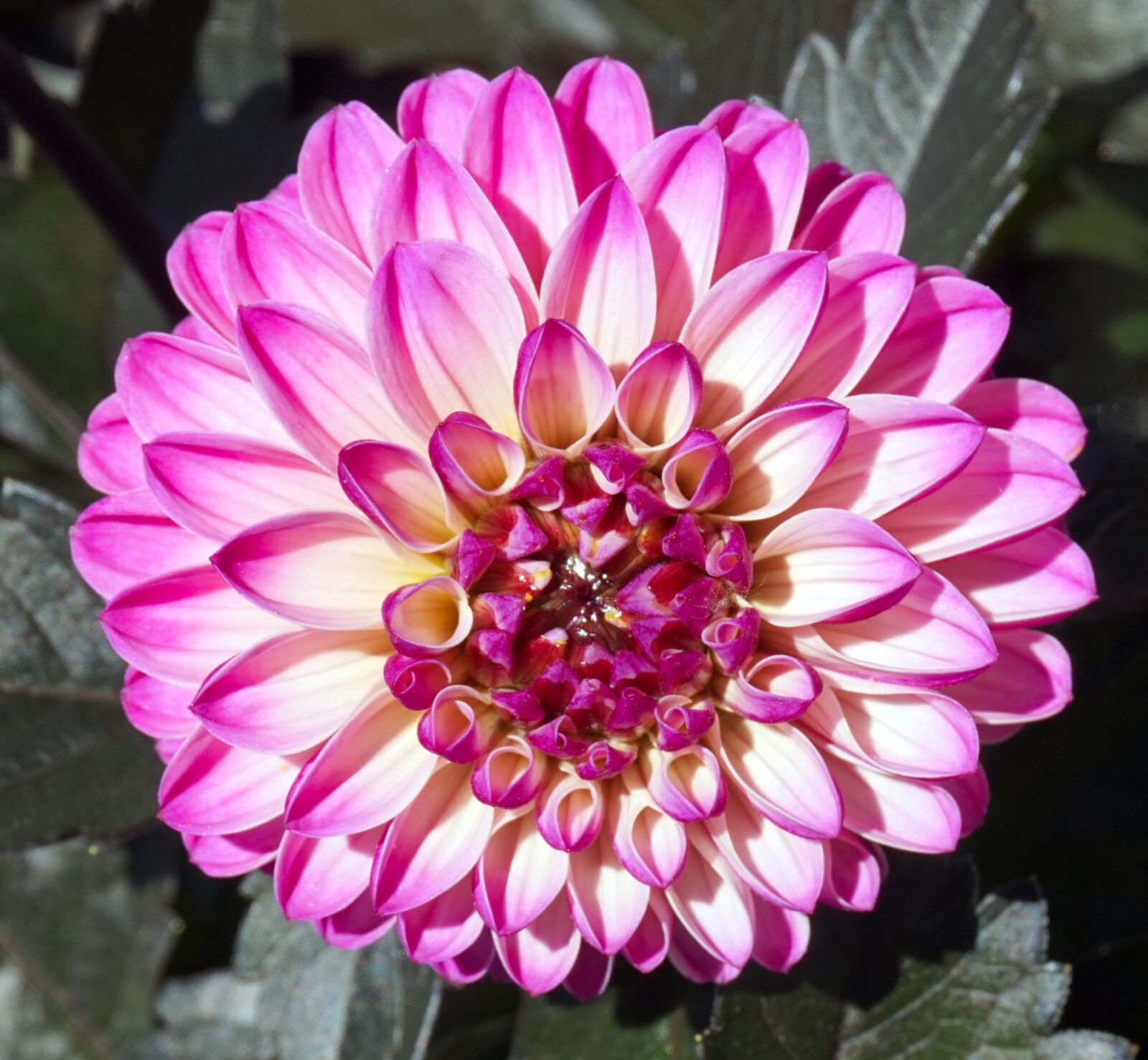 Sony Alpha a5000 (ILCE 5000) sample photo. Dahlia, blossom, bloom photography