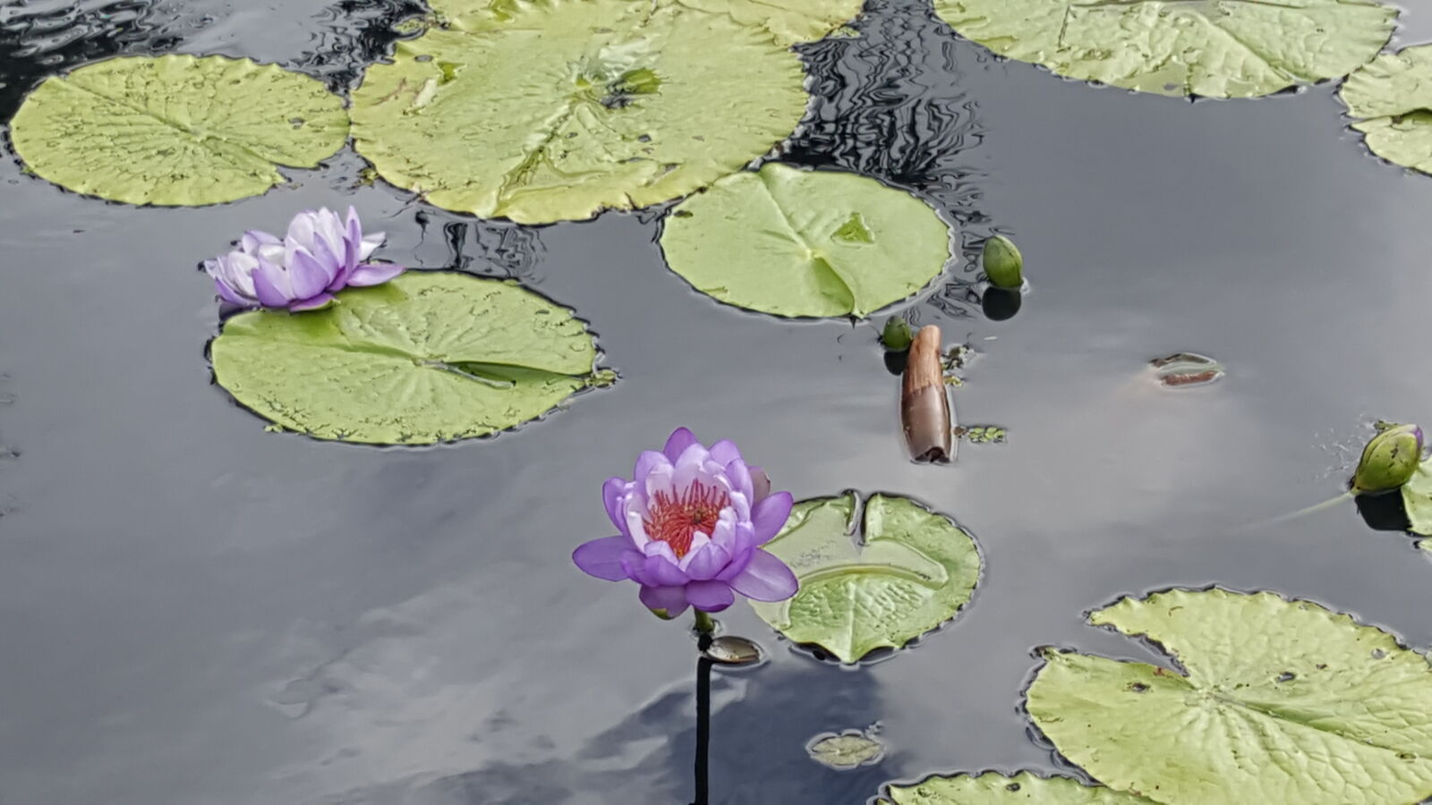 Samsung GALAXY S6 edge sample photo. Botanical, gardens photography