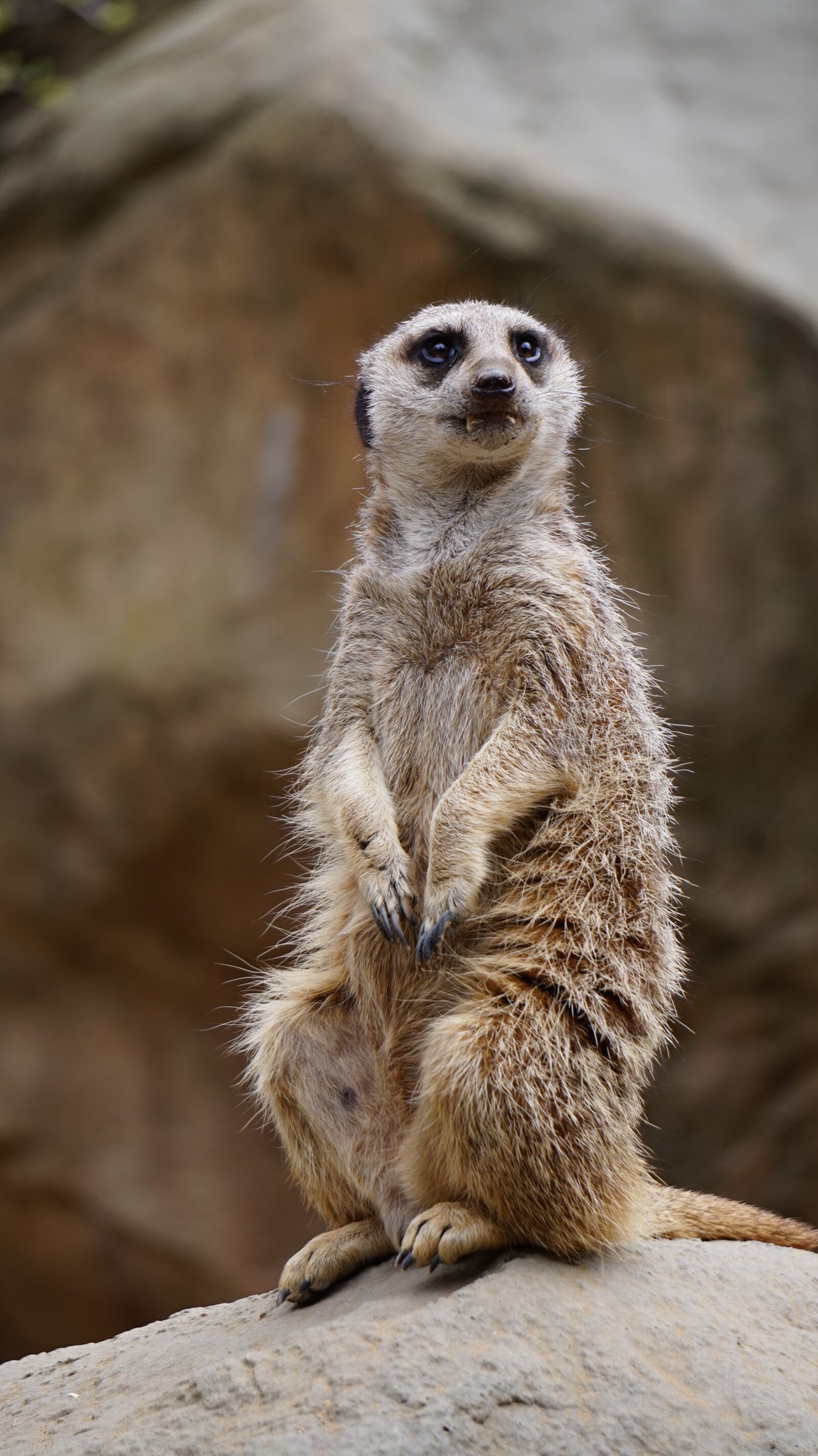 Sony Alpha a5000 (ILCE 5000) + Sony E 55-210mm F4.5-6.3 OSS sample photo. Meerkat, animal, zoo photography
