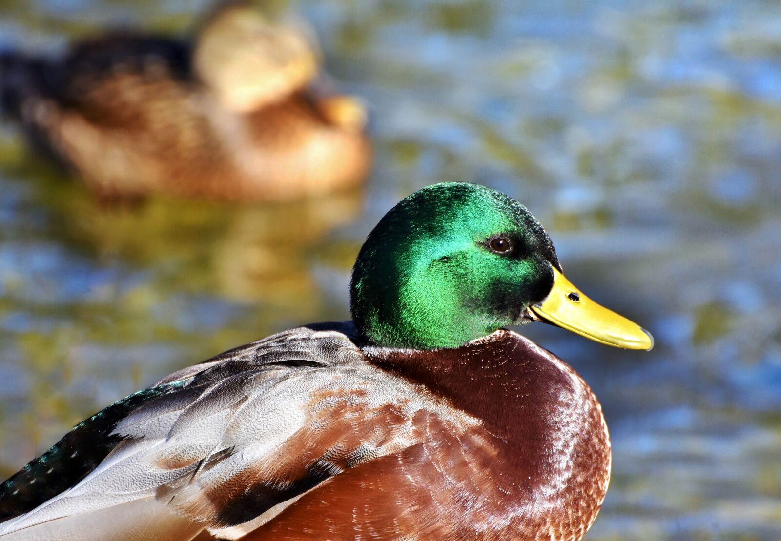 Nikon D7200 sample photo. Mallard, duck, water bird photography