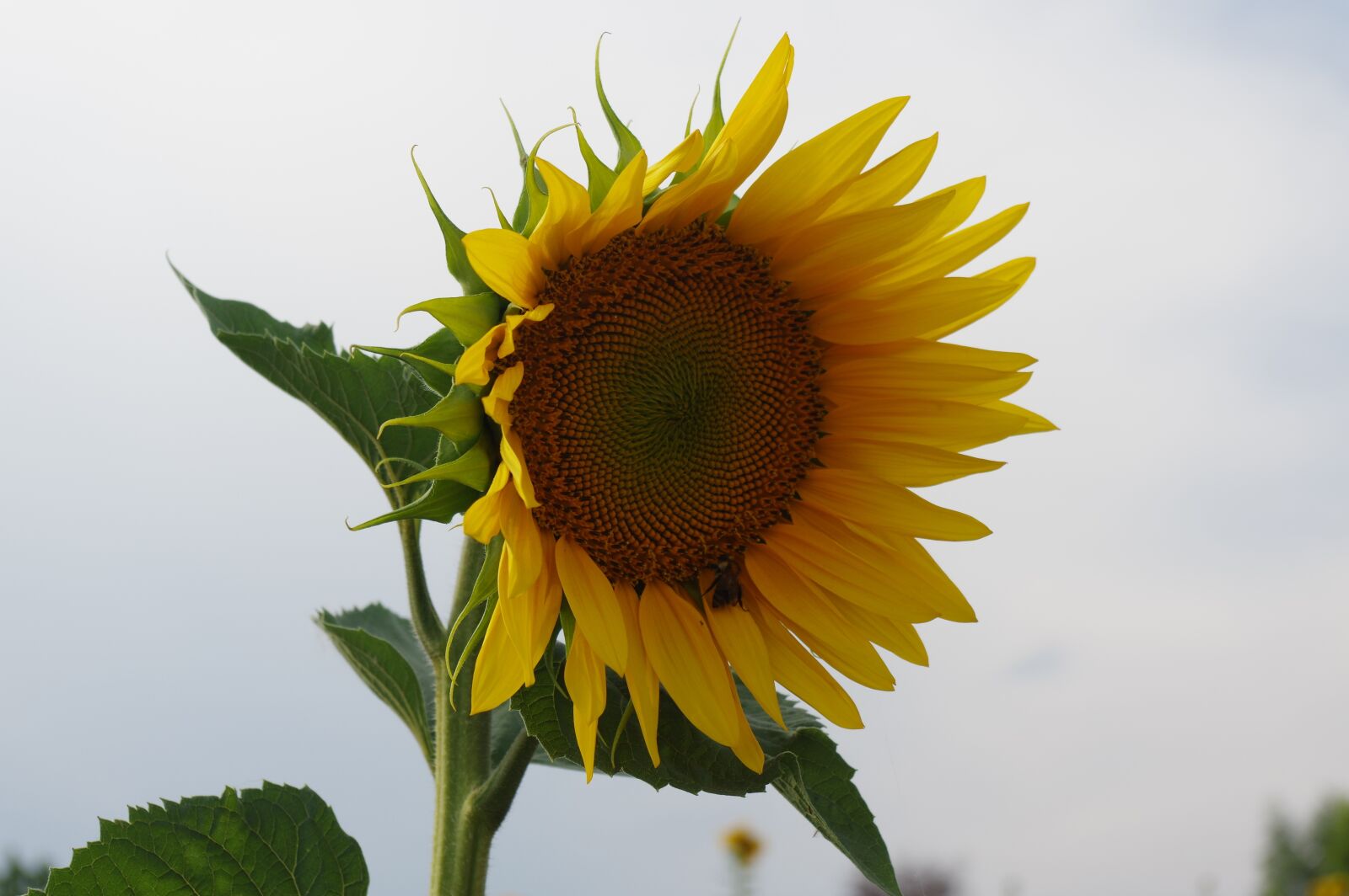 Pentax K-3 sample photo. Sunflower, bees, flower photography