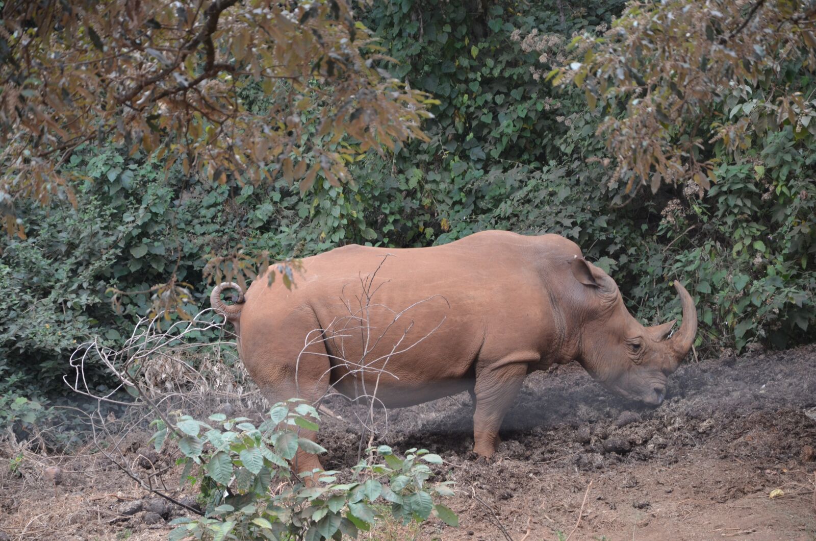 Nikon D5100 sample photo. Hippopotamus, animal, zoo photography
