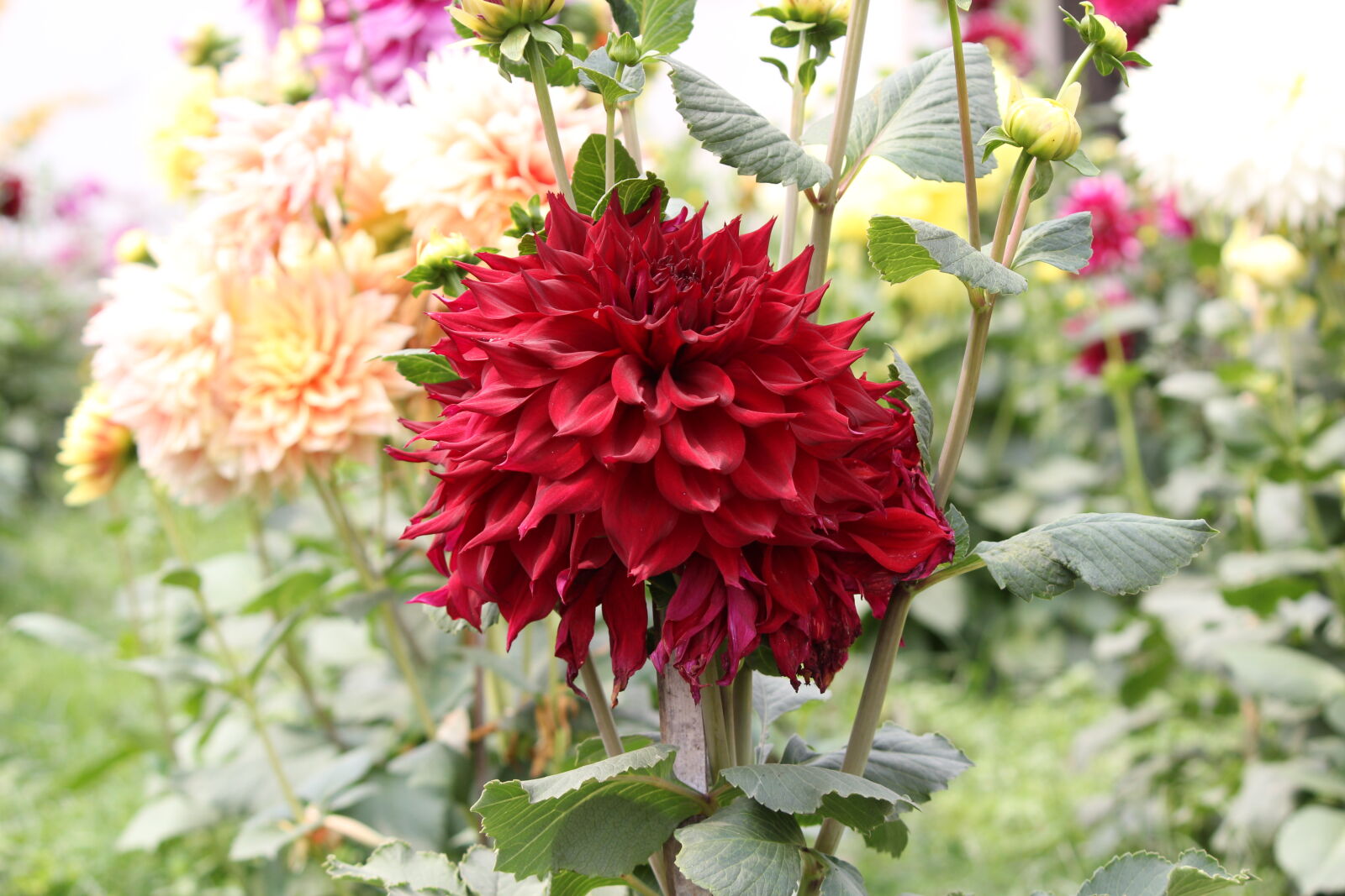 Canon EF-S 55-250mm F4-5.6 IS II sample photo