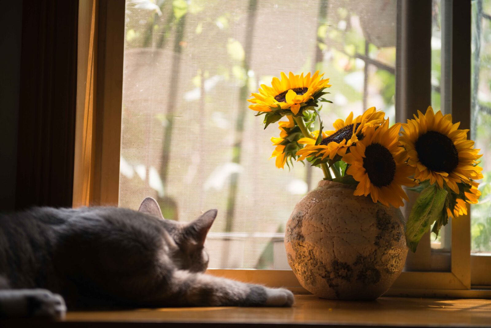 Nikon D800 sample photo. Gray, cat, near, brown photography