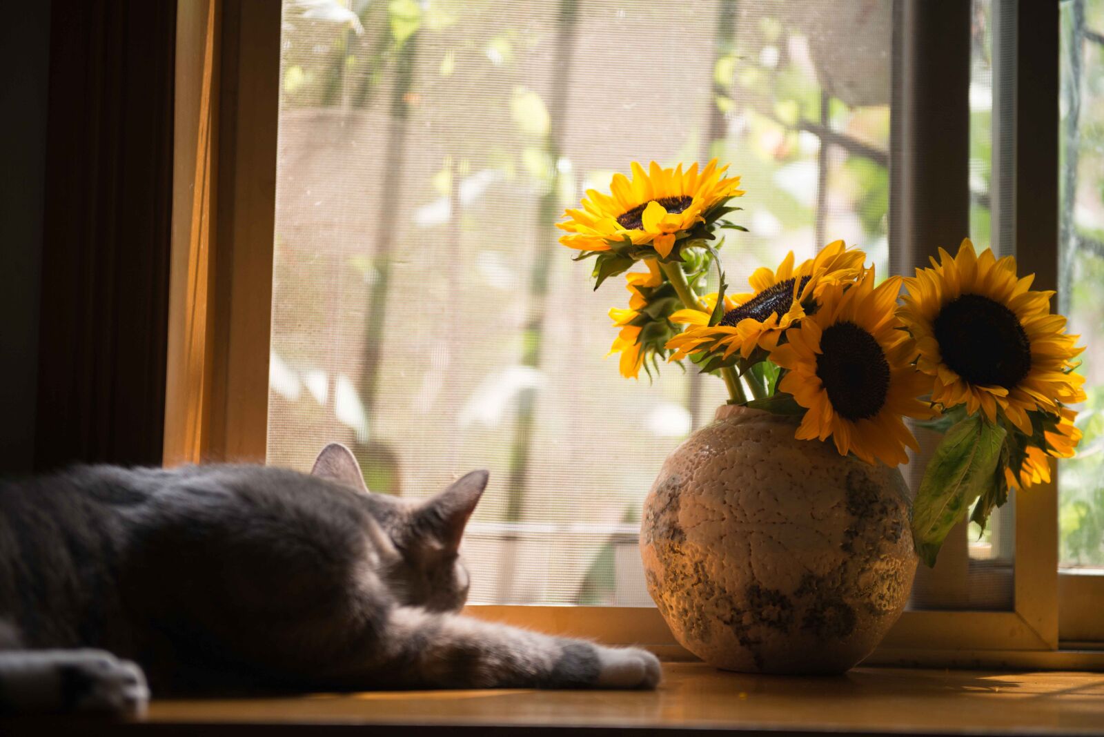 Nikon AF-S Nikkor 24-70mm F2.8G ED sample photo. Gray, cat, near, brown photography