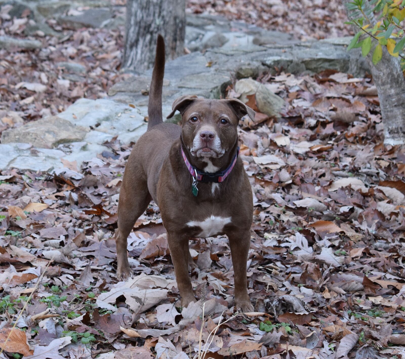 Nikon D3300 sample photo. Dog, canine, pitbull photography