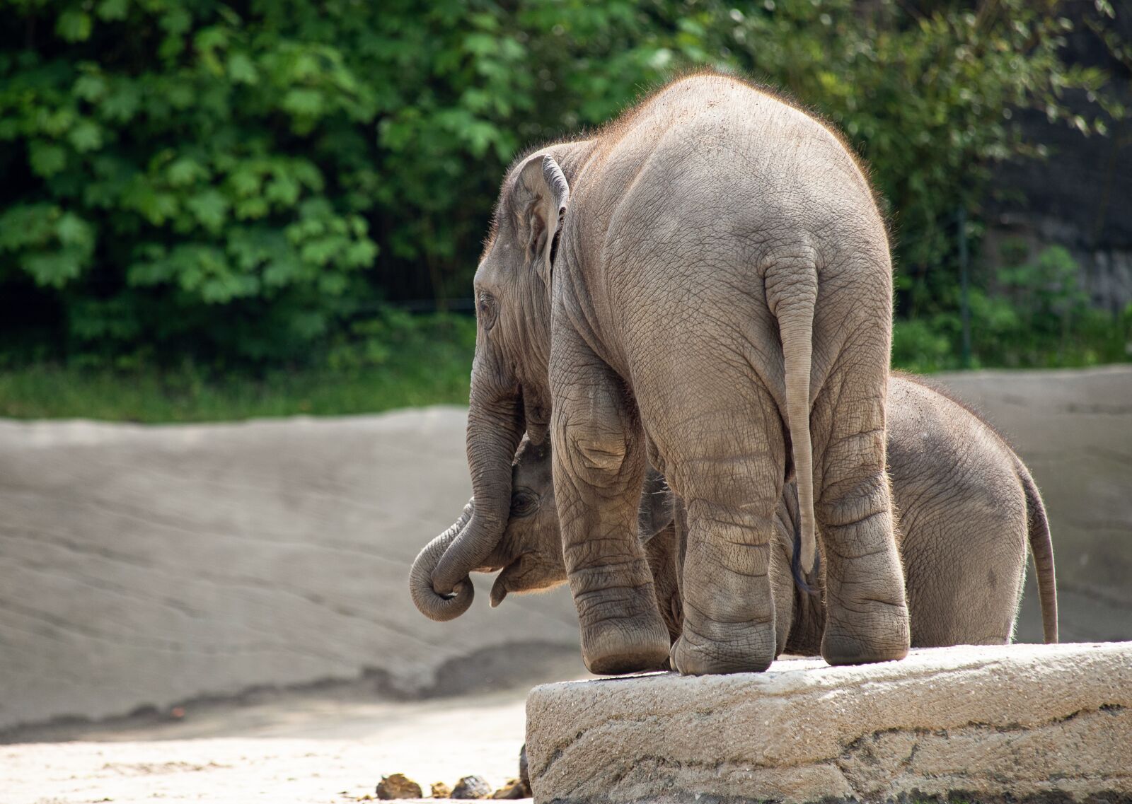 Canon EF 70-300mm F4-5.6 IS USM sample photo. Elephant, mammal, animal photography