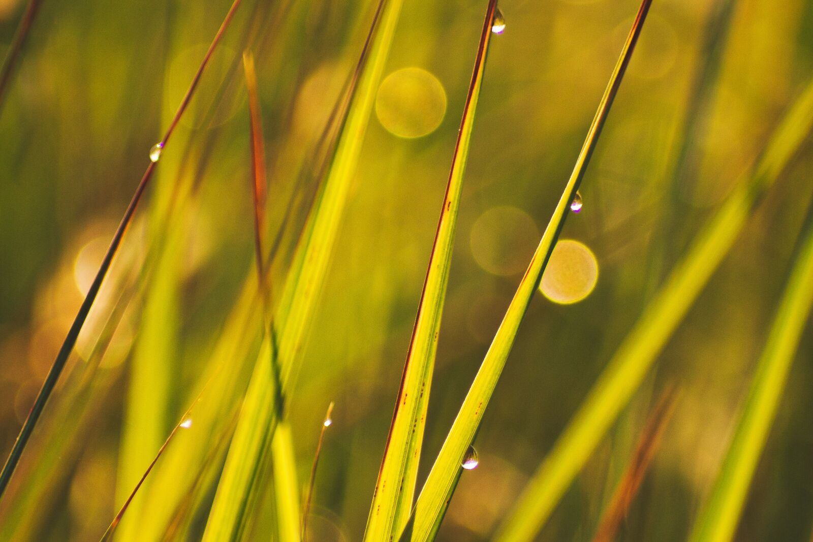 Canon EOS 80D sample photo. Grass, dew, green photography