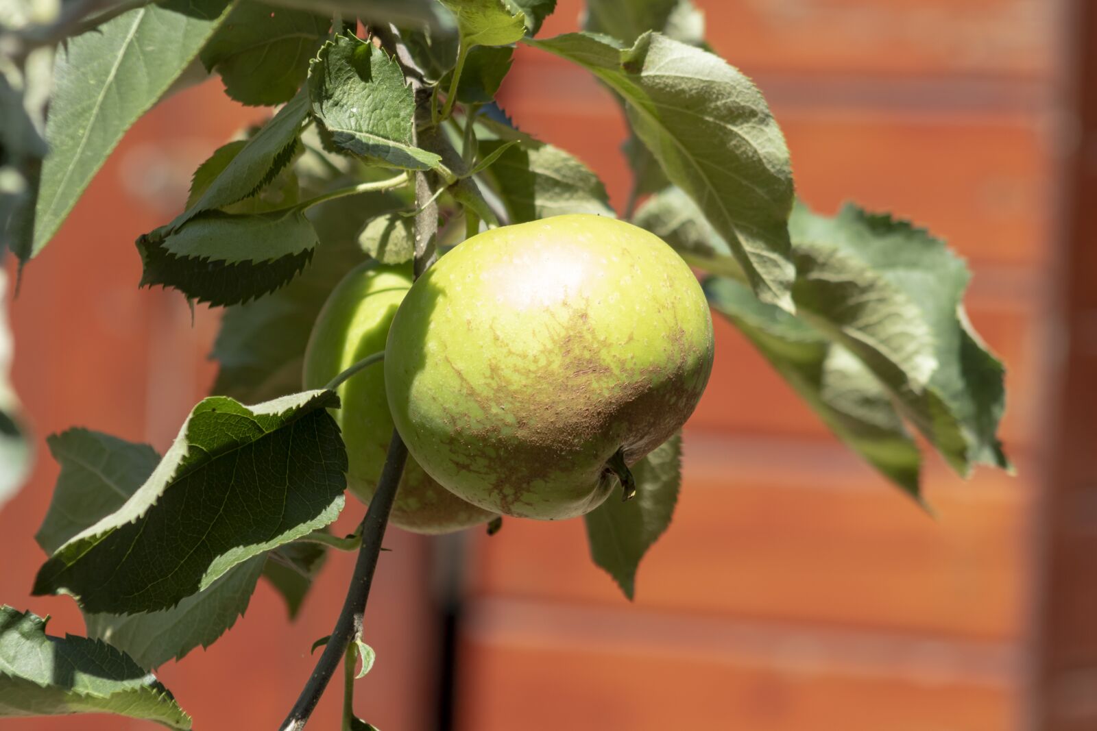 Canon EF75-300mm f/4-5.6 sample photo. Apple, apple tree, wood photography