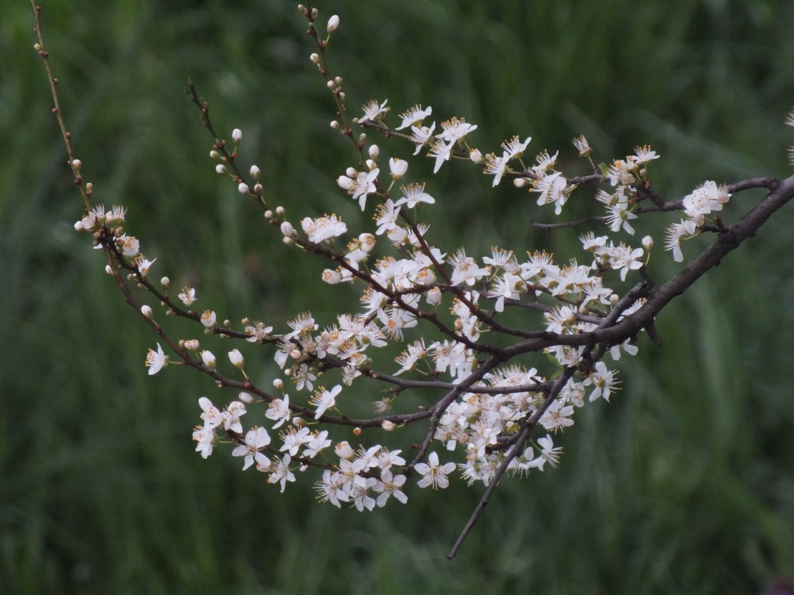 FujiFilm FinePix HS20 EXR (FinePix HS22 EXR) sample photo. Flowers, tree, nature photography