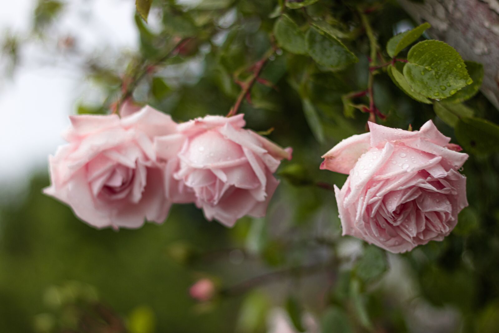 Canon EF 50mm F1.8 II sample photo. Roses, pink, love photography