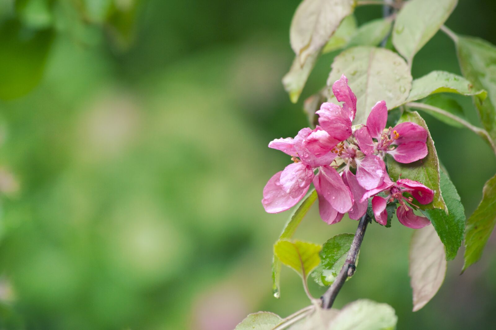Canon EOS 5D Mark II sample photo. Spring, apple, flower photography