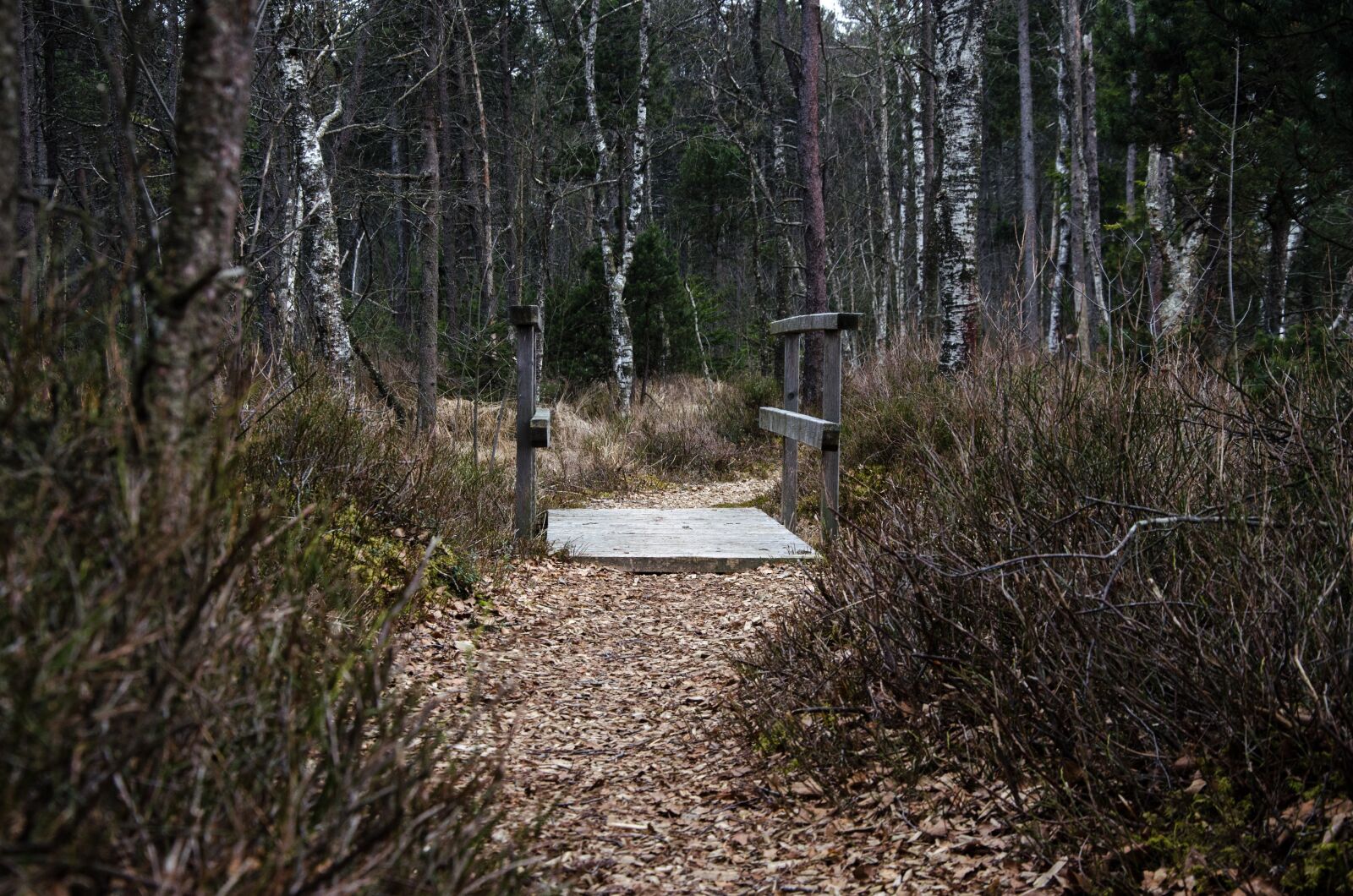Nikon D5100 sample photo. Wood, nature, tree photography
