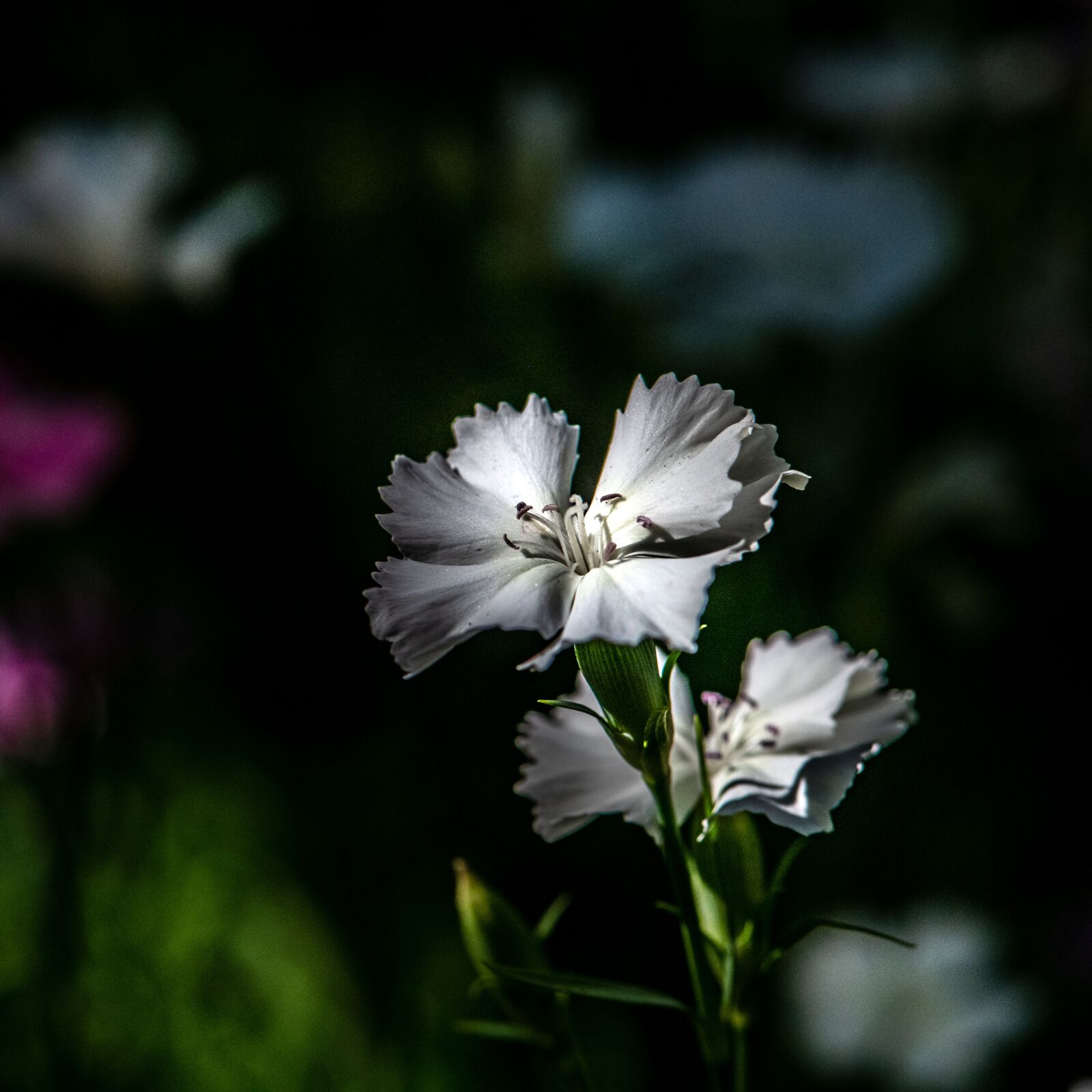 Nikon D850 sample photo. White, flower, summer photography