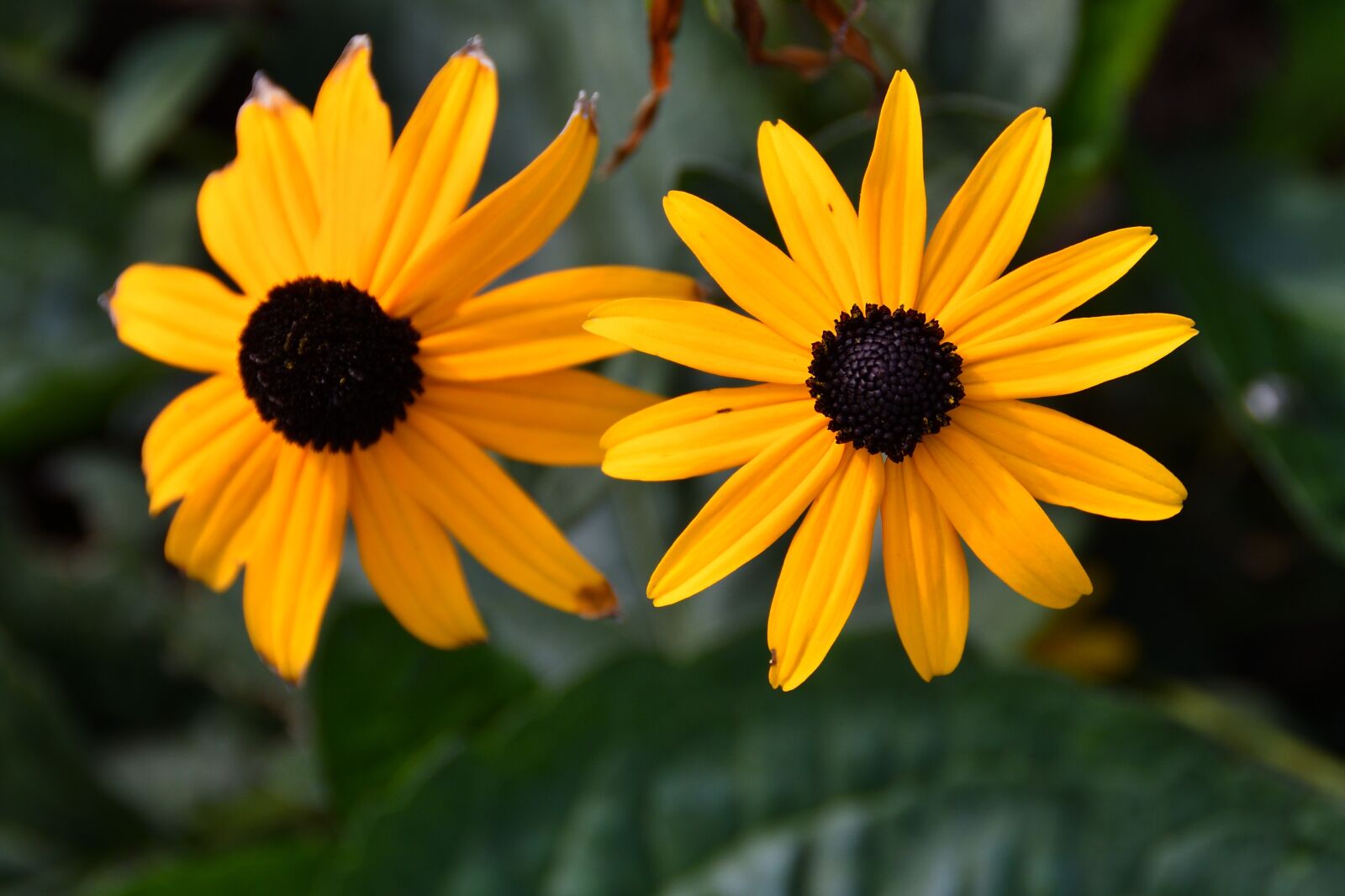 Nikon D500 sample photo. Rudbekia, flower, blooms photography