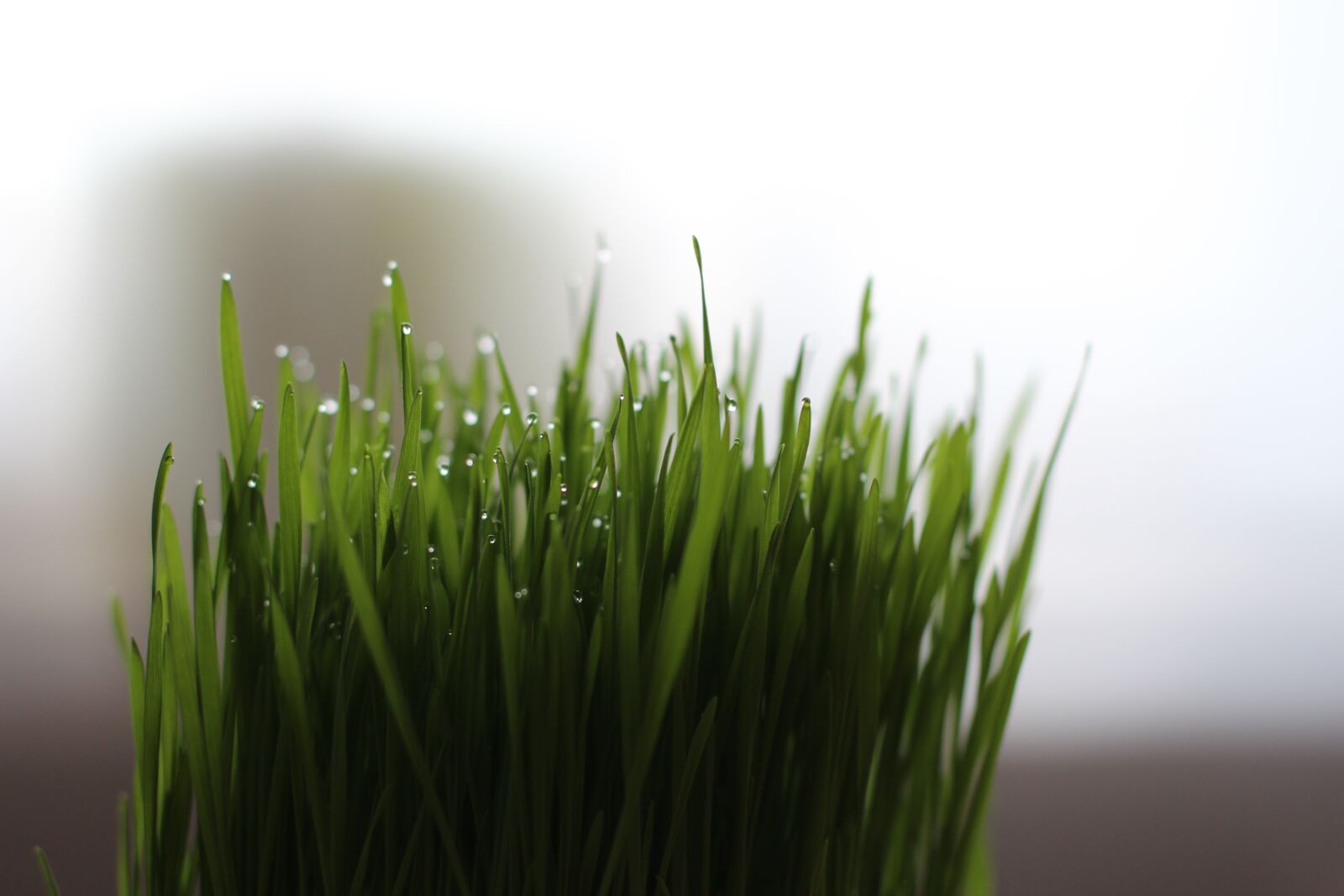 Canon EOS 600D (Rebel EOS T3i / EOS Kiss X5) + Canon EF 50mm F1.4 USM sample photo. Cat grass, grass, wheatgrass photography
