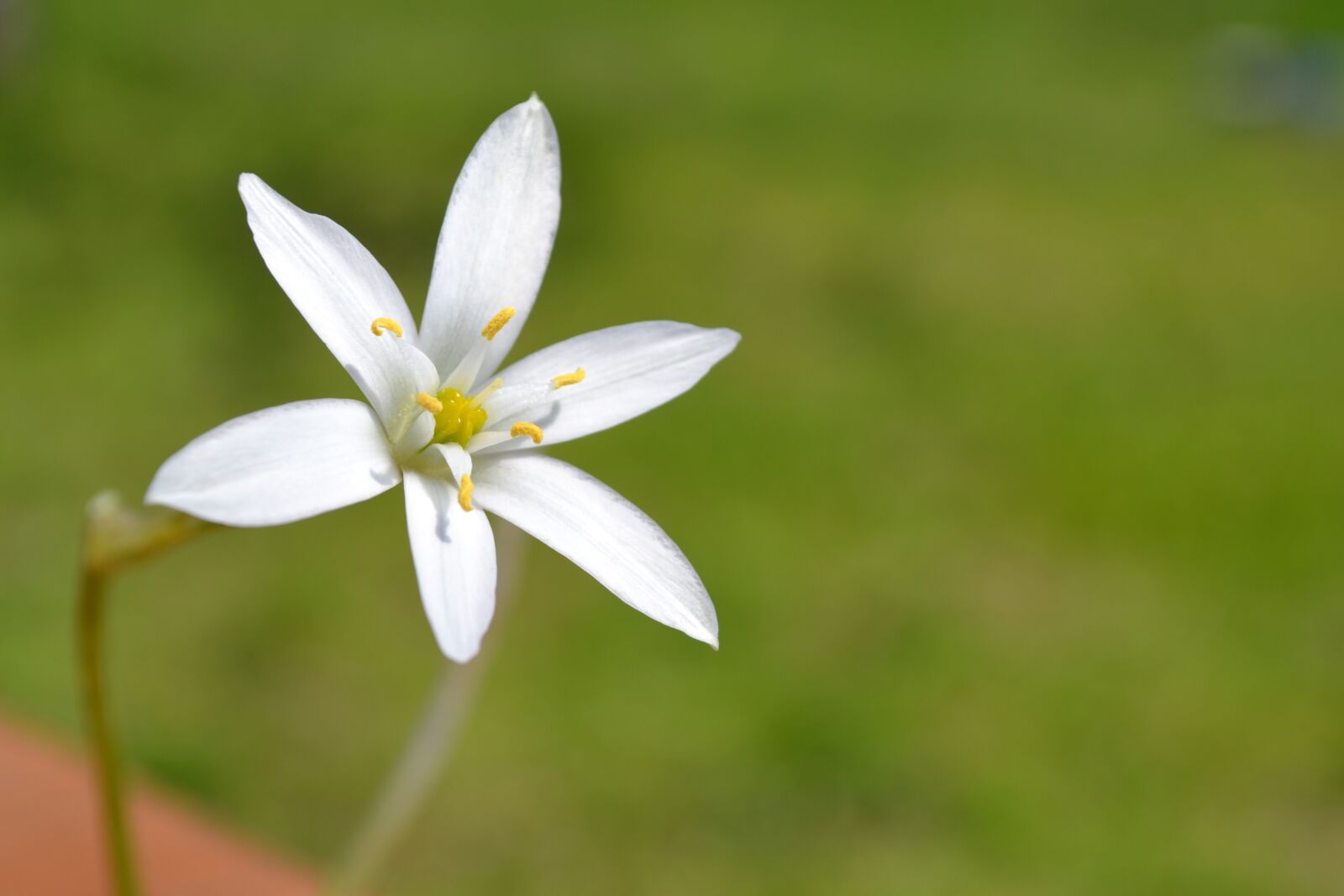 Nikon D3100 sample photo. Nature, flower, plant photography