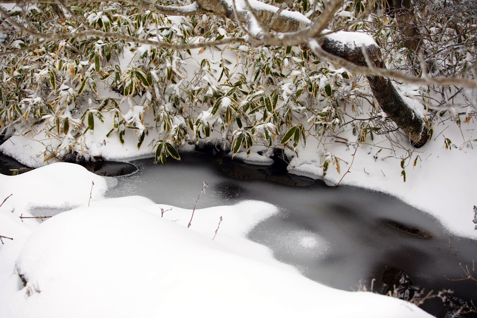 Canon EF 70-200mm F2.8L USM sample photo. Snow, white, winter photography