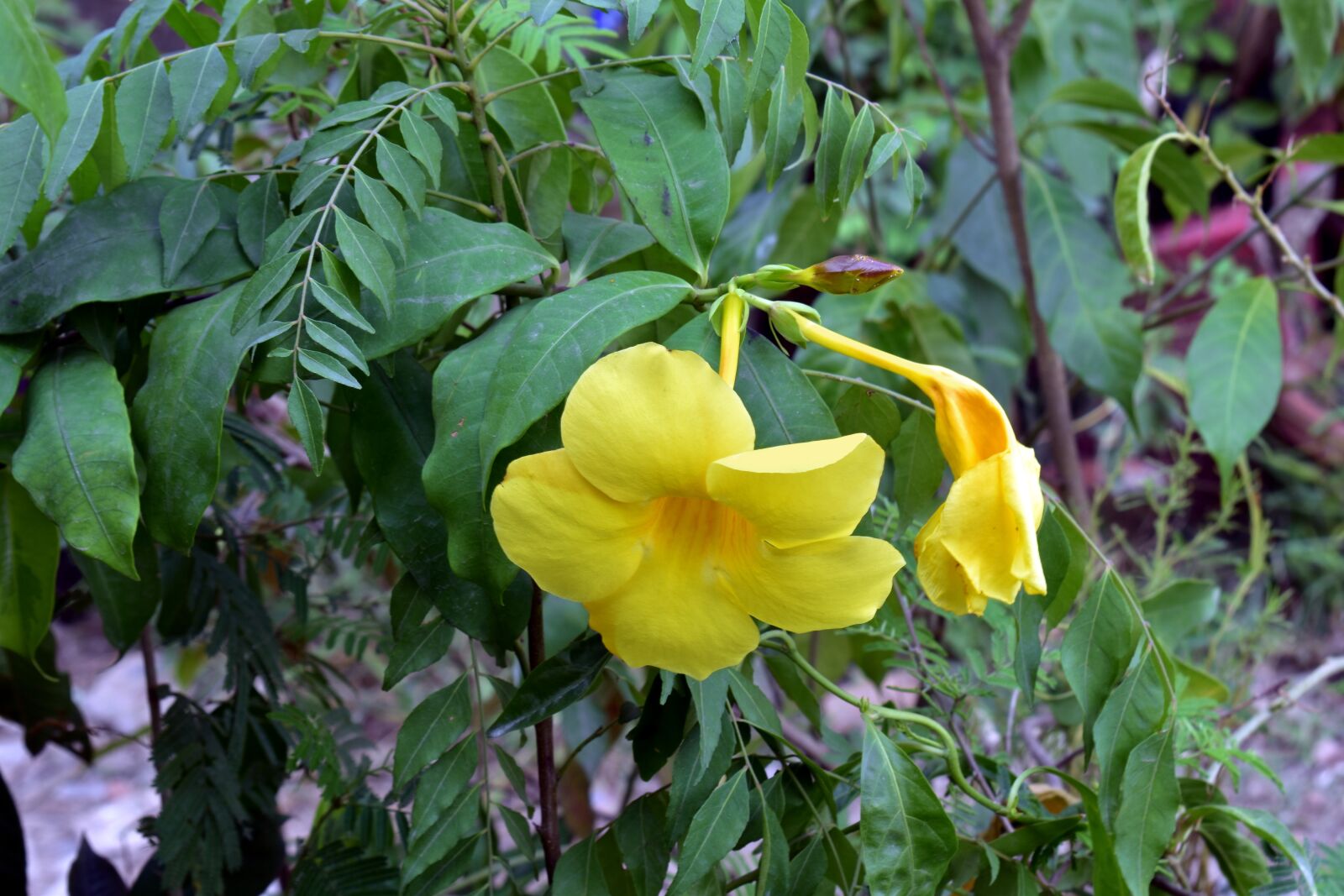 Nikon D5600 sample photo. Yellow allamanda, allamanda, yellow photography