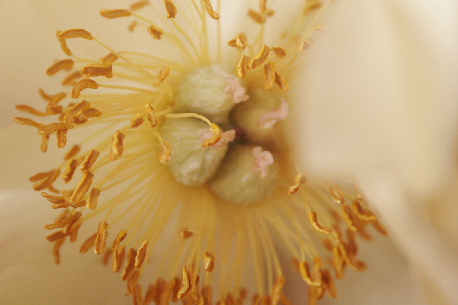 Canon EOS 20D sample photo. Flower photography