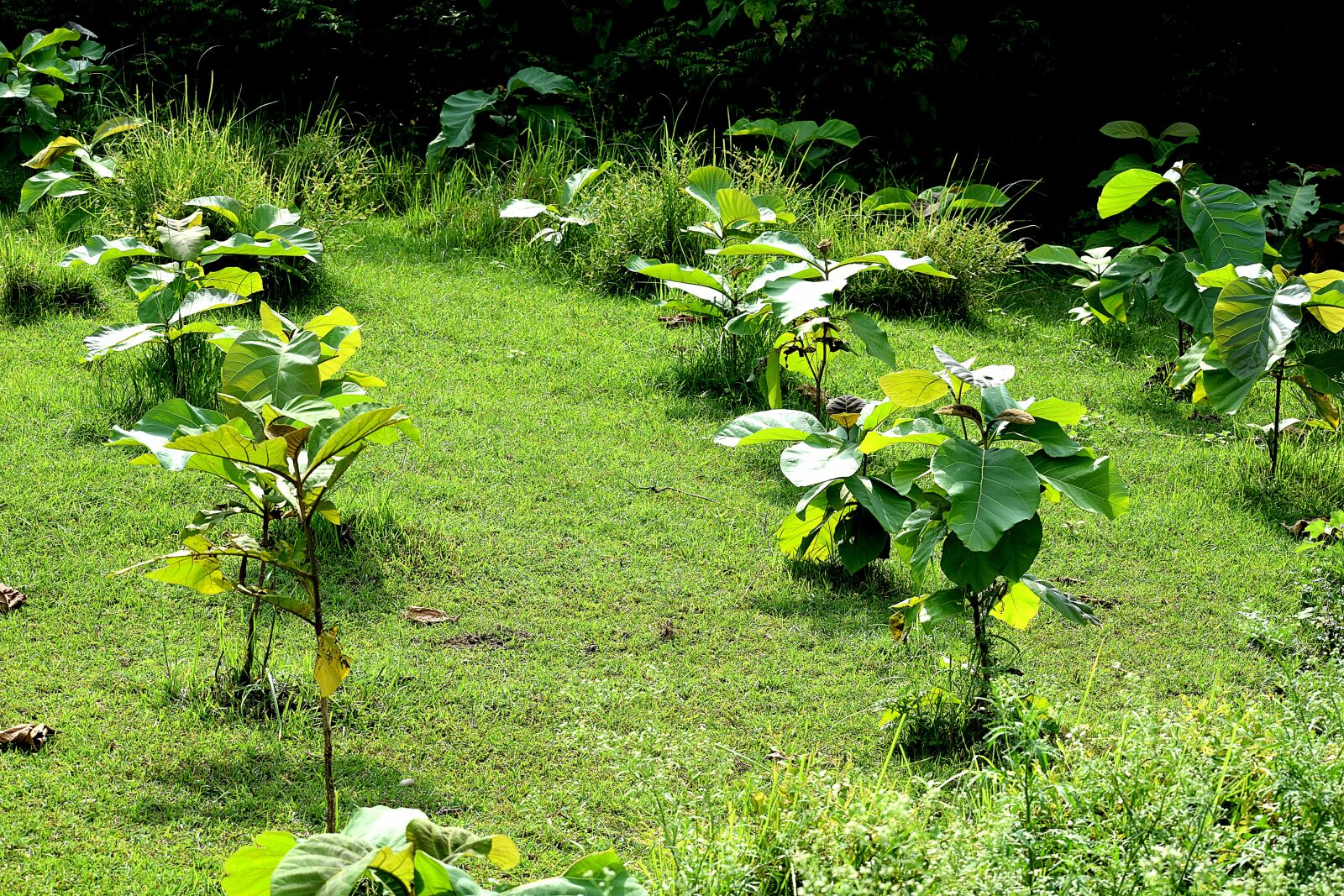 Nikon D3300 sample photo. Plants, tree, nature photography