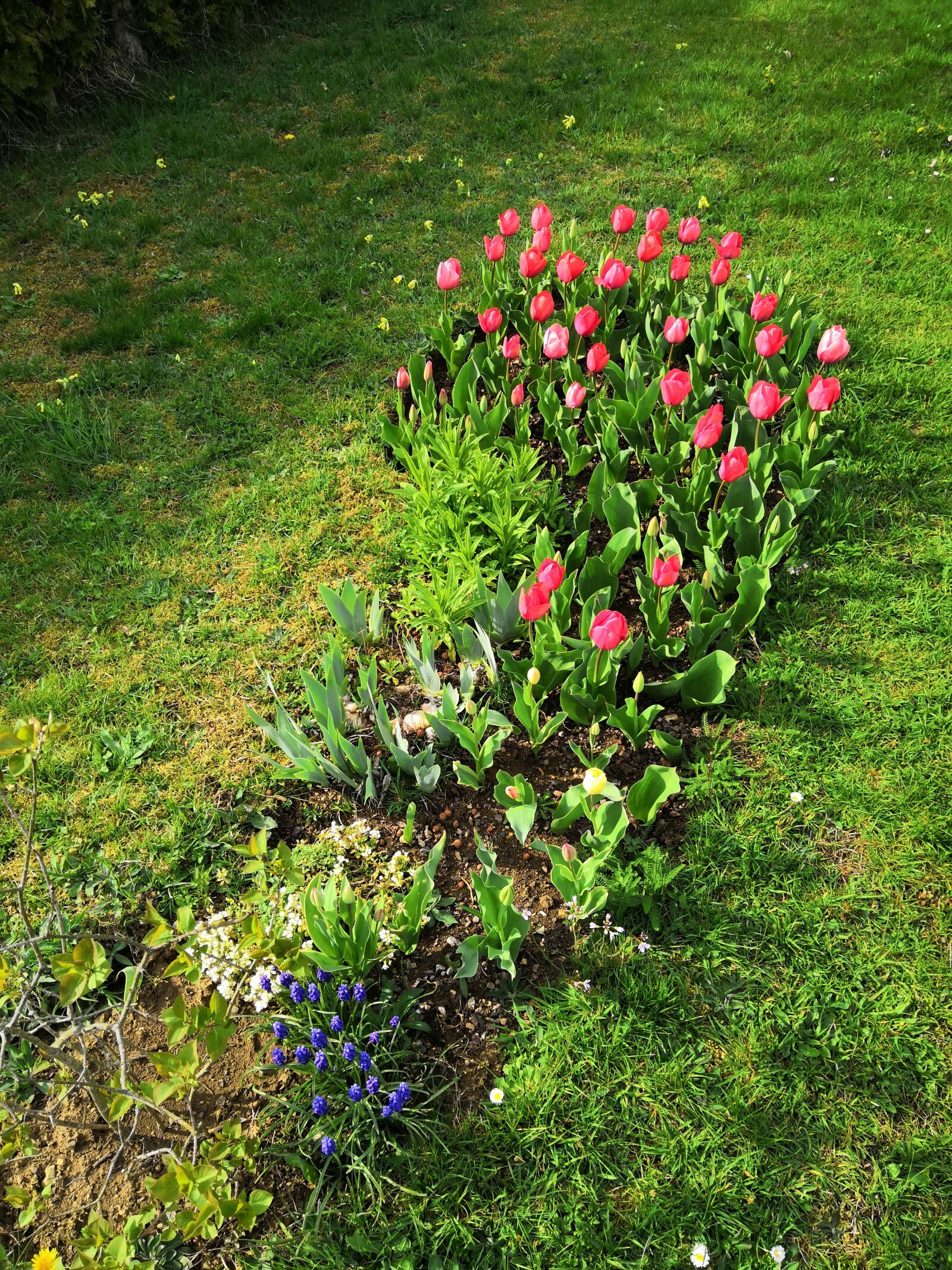 HUAWEI Honor View 10 sample photo. Tulips, flowers, spring photography